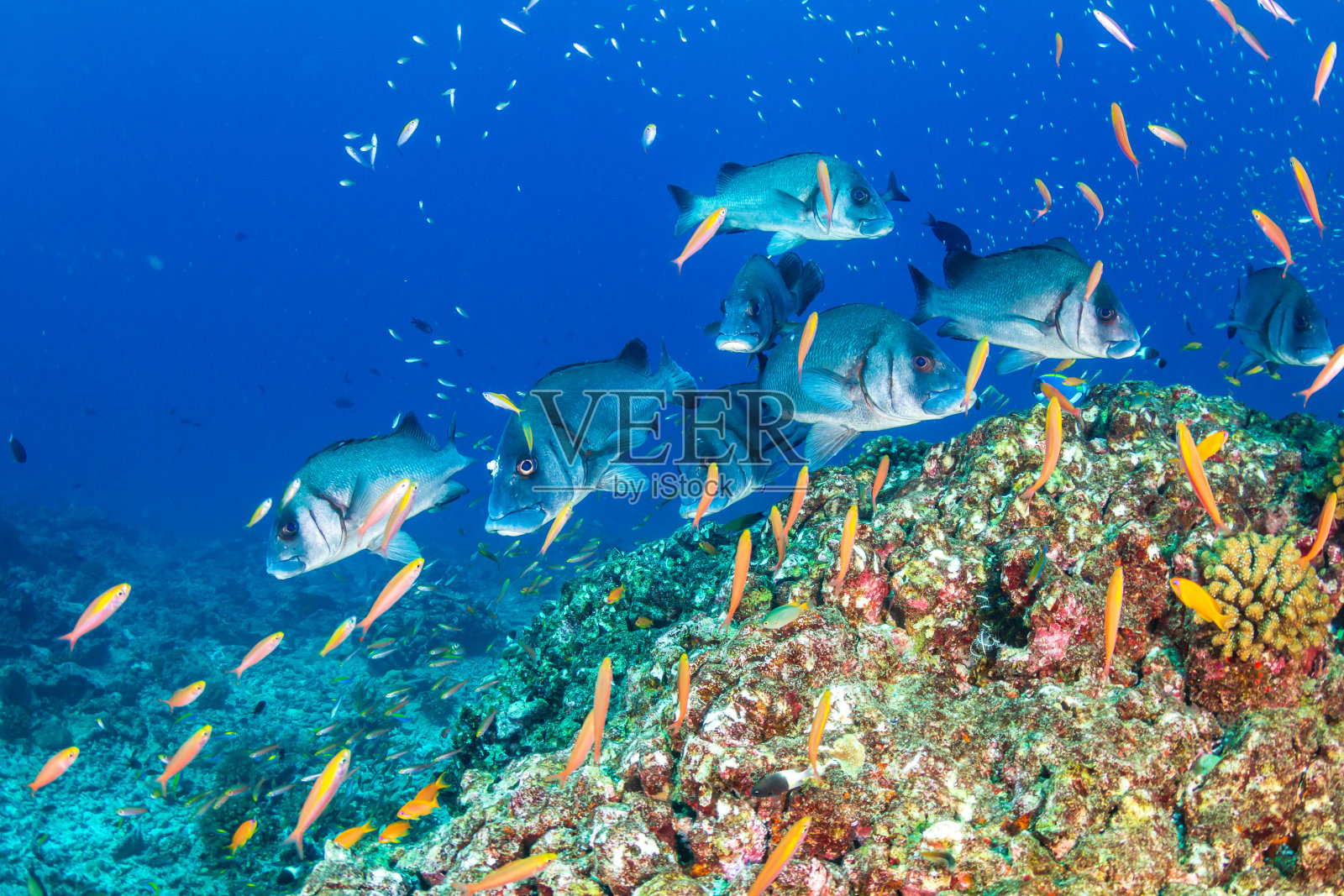 泰国热带珊瑚礁上的石鲈照片摄影图片