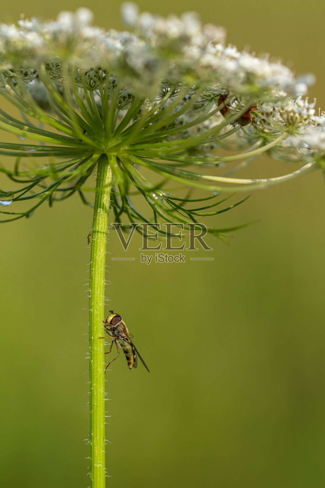 食蚜蝇和红兵甲虫在牛欧芹上照片摄影图片