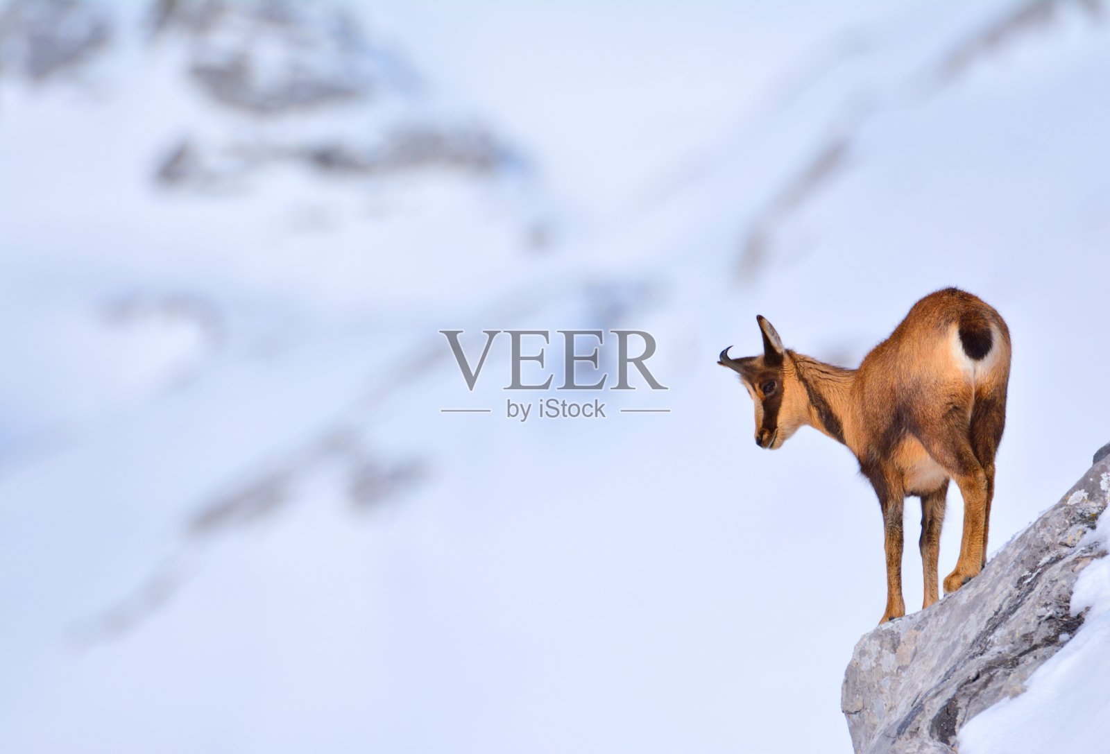 雪中的岩羚羊照片摄影图片