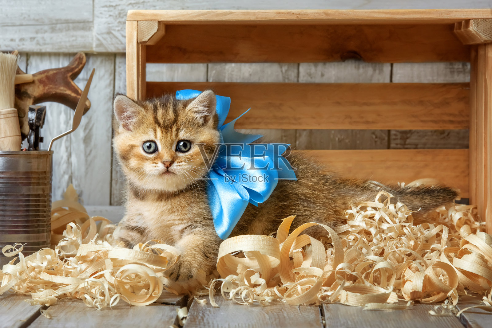 在木屑中玩耍的可爱小猫照片摄影图片