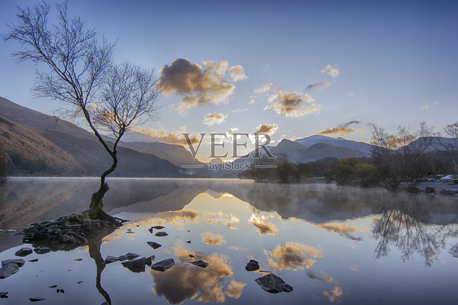 孤独的树照片摄影图片