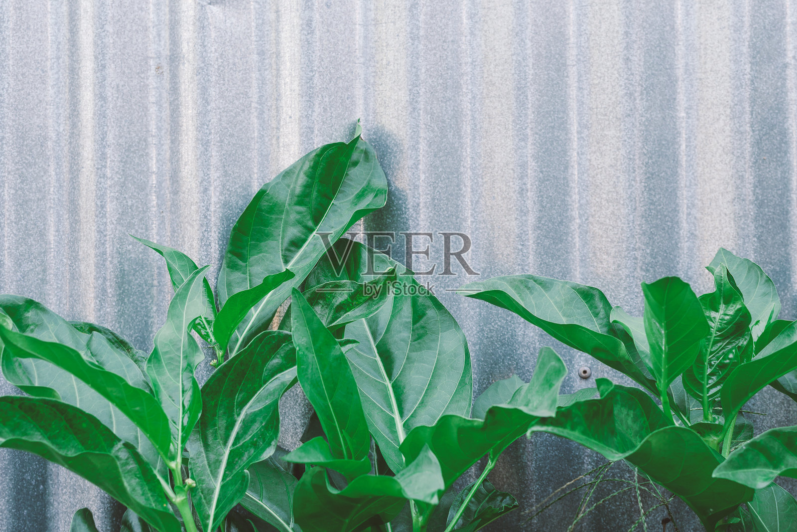 灰色背景上的绿叶。照片摄影图片