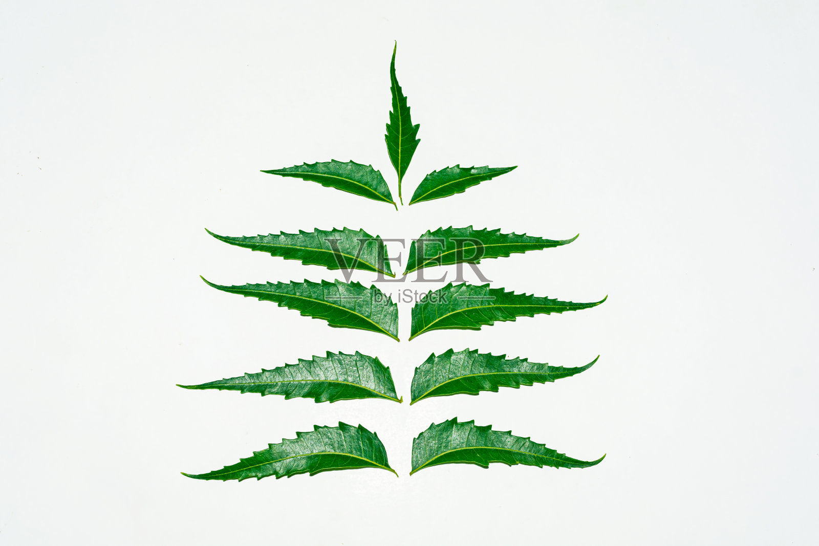 新鲜的绿色印楝叶在白色的背景上。照片摄影图片