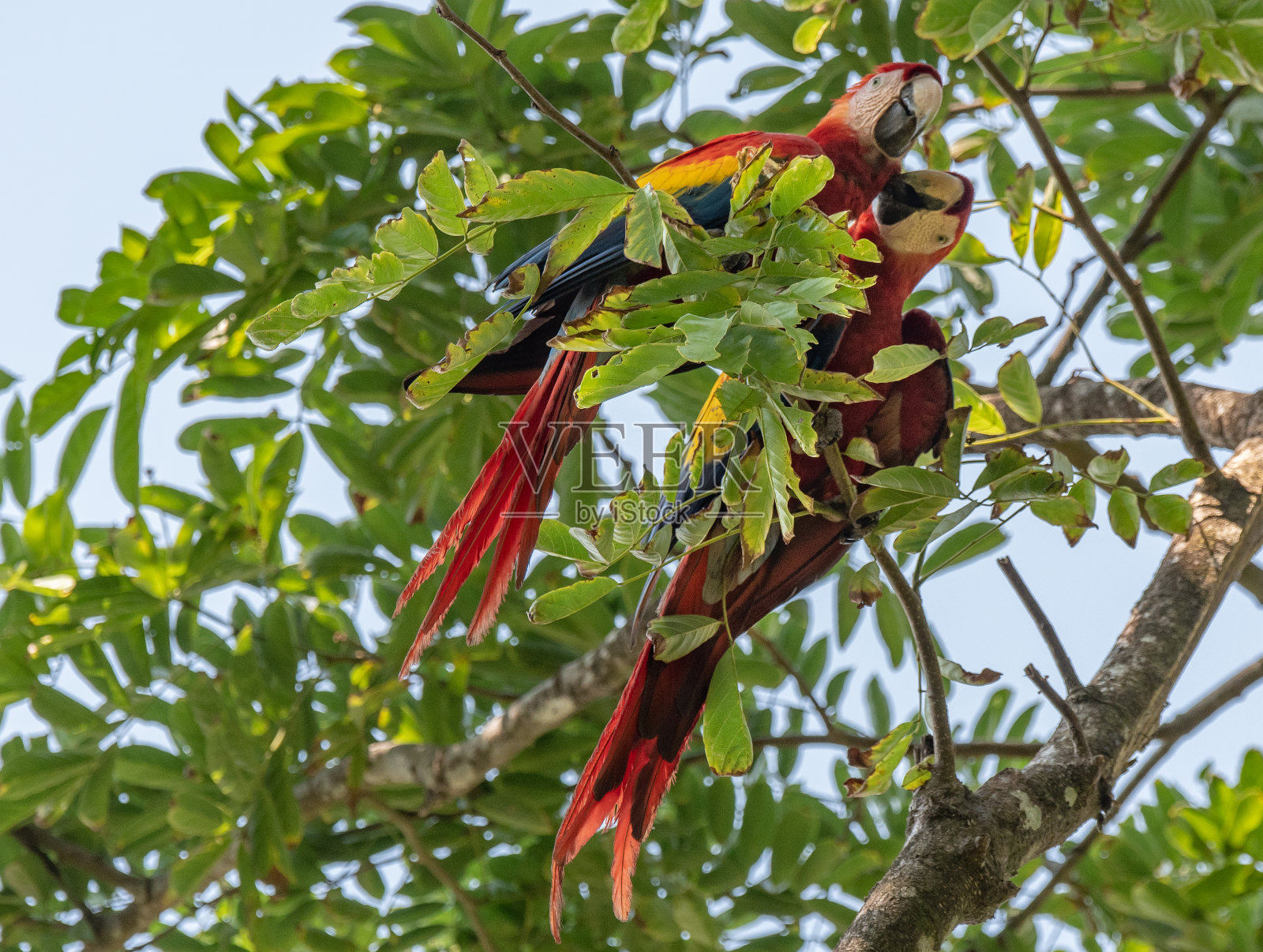 美丽的猩红色金刚鹦鹉栖息在中美洲的一棵树上照片摄影图片