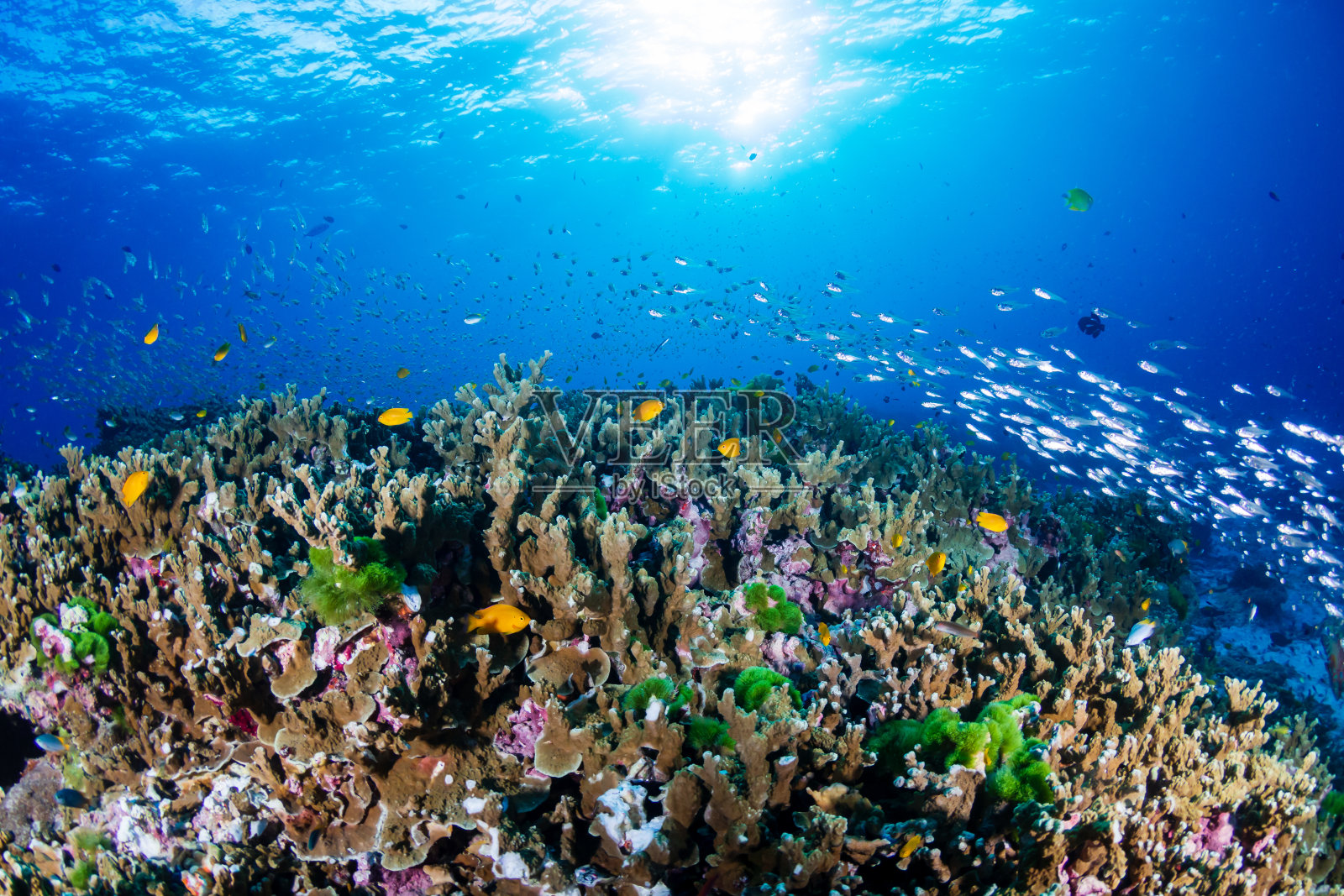 日出时美丽多彩的热带珊瑚礁(泰国Similan群岛)照片摄影图片