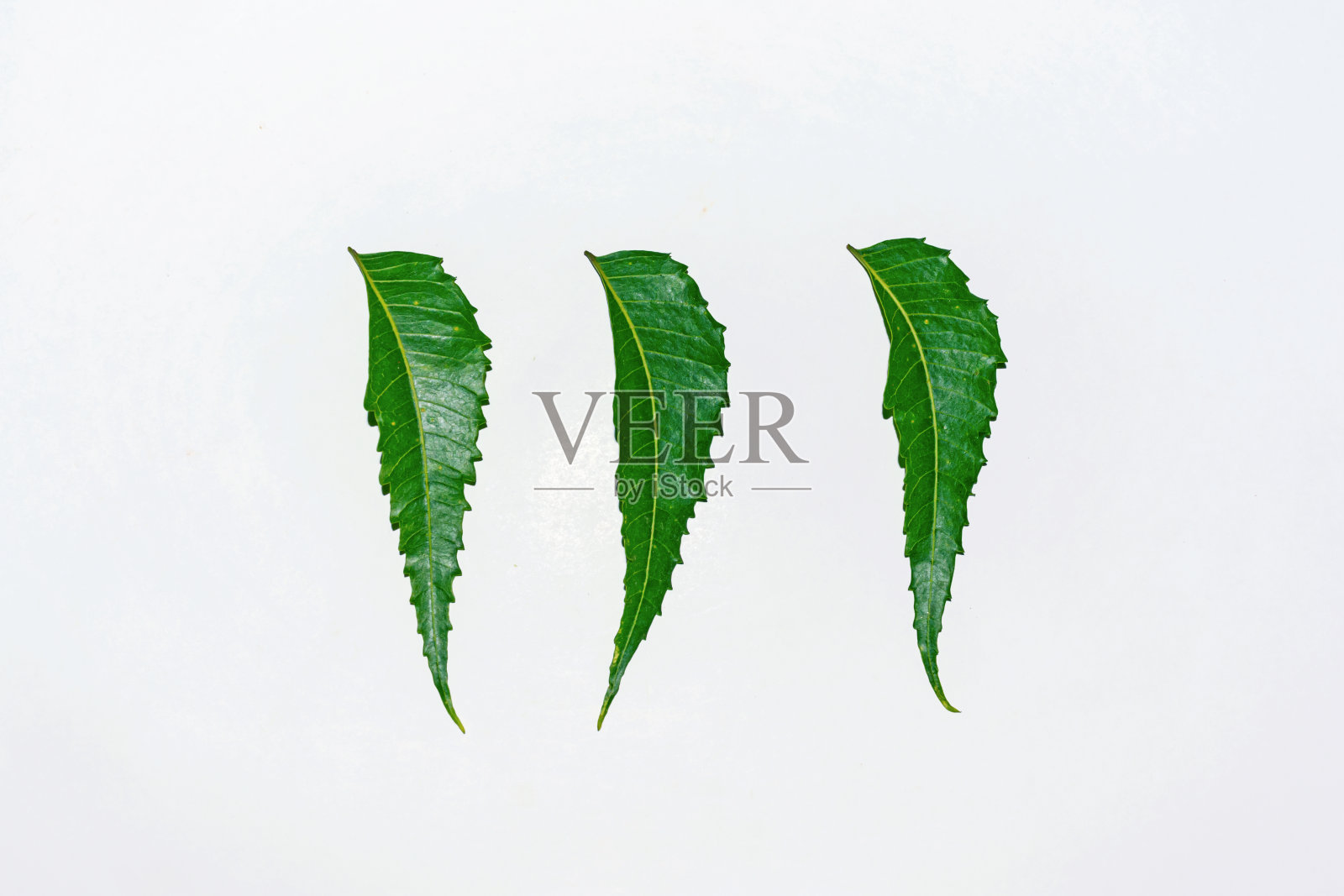 新鲜的绿色印楝叶在白色的背景上。照片摄影图片