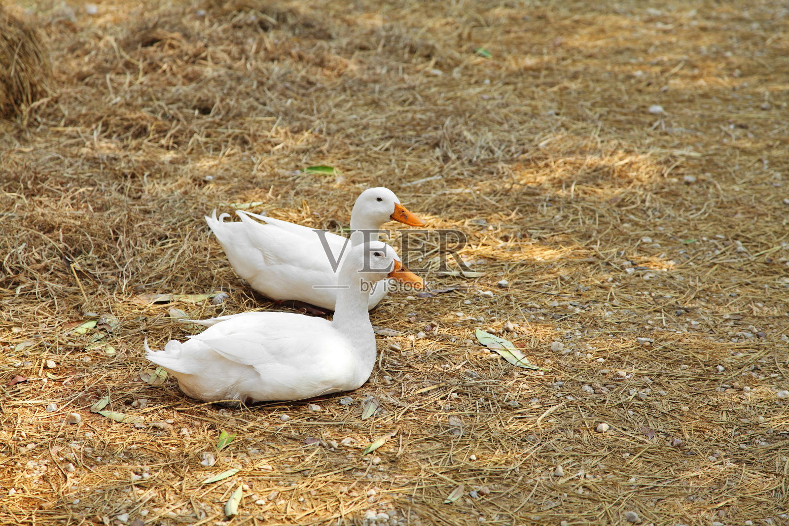 在一个农场的干草上的白色小鸭子，在泰国的白色鸭子照片摄影图片