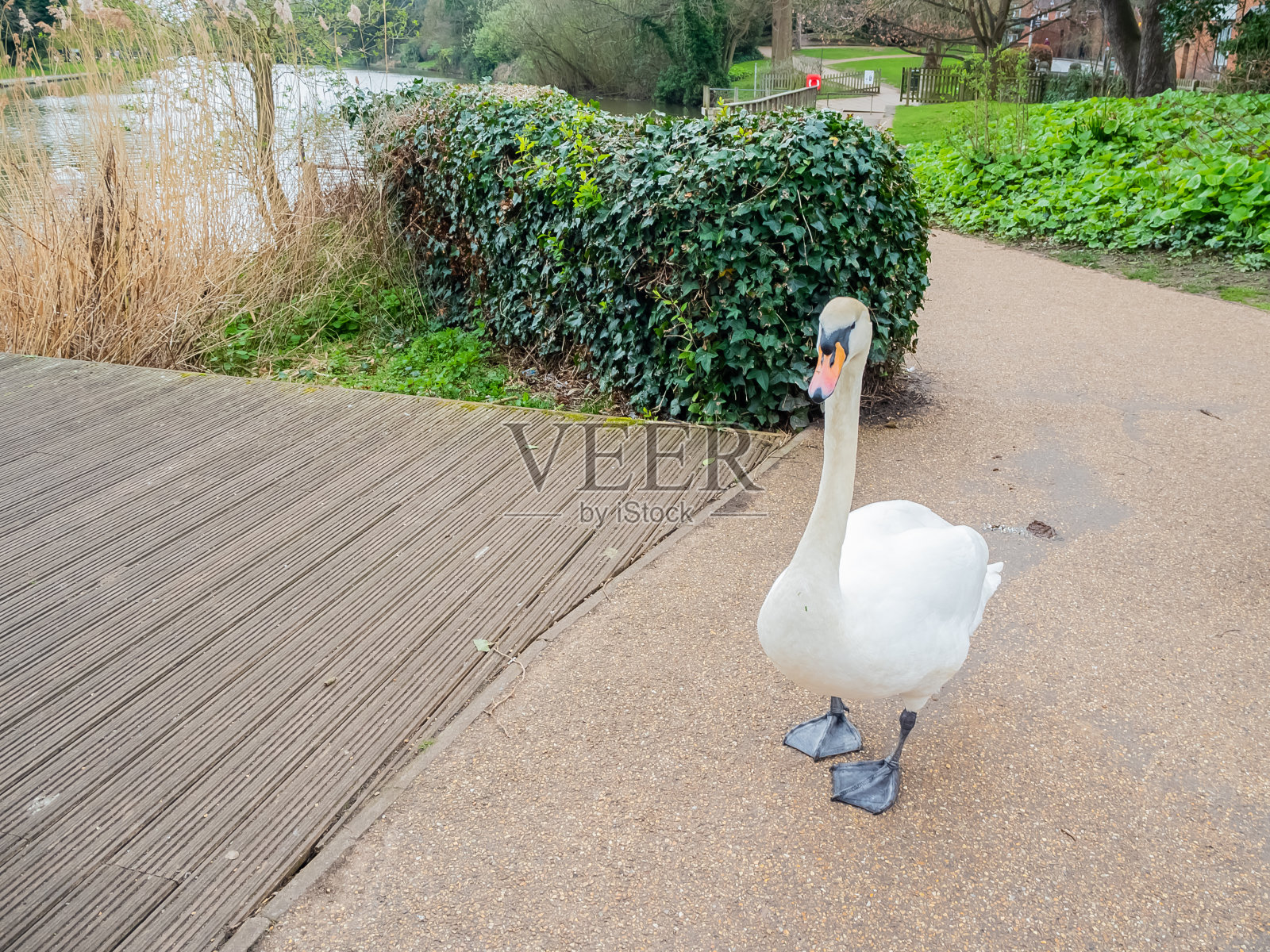 公园里散步的白天鹅照片摄影图片