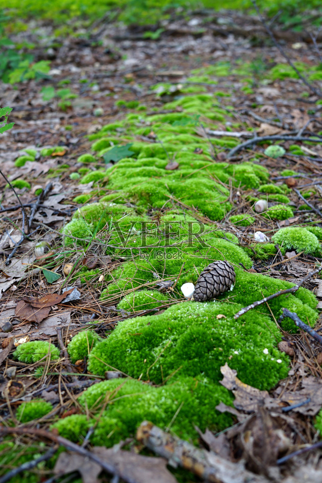 美丽的青苔路和冷杉球果照片摄影图片
