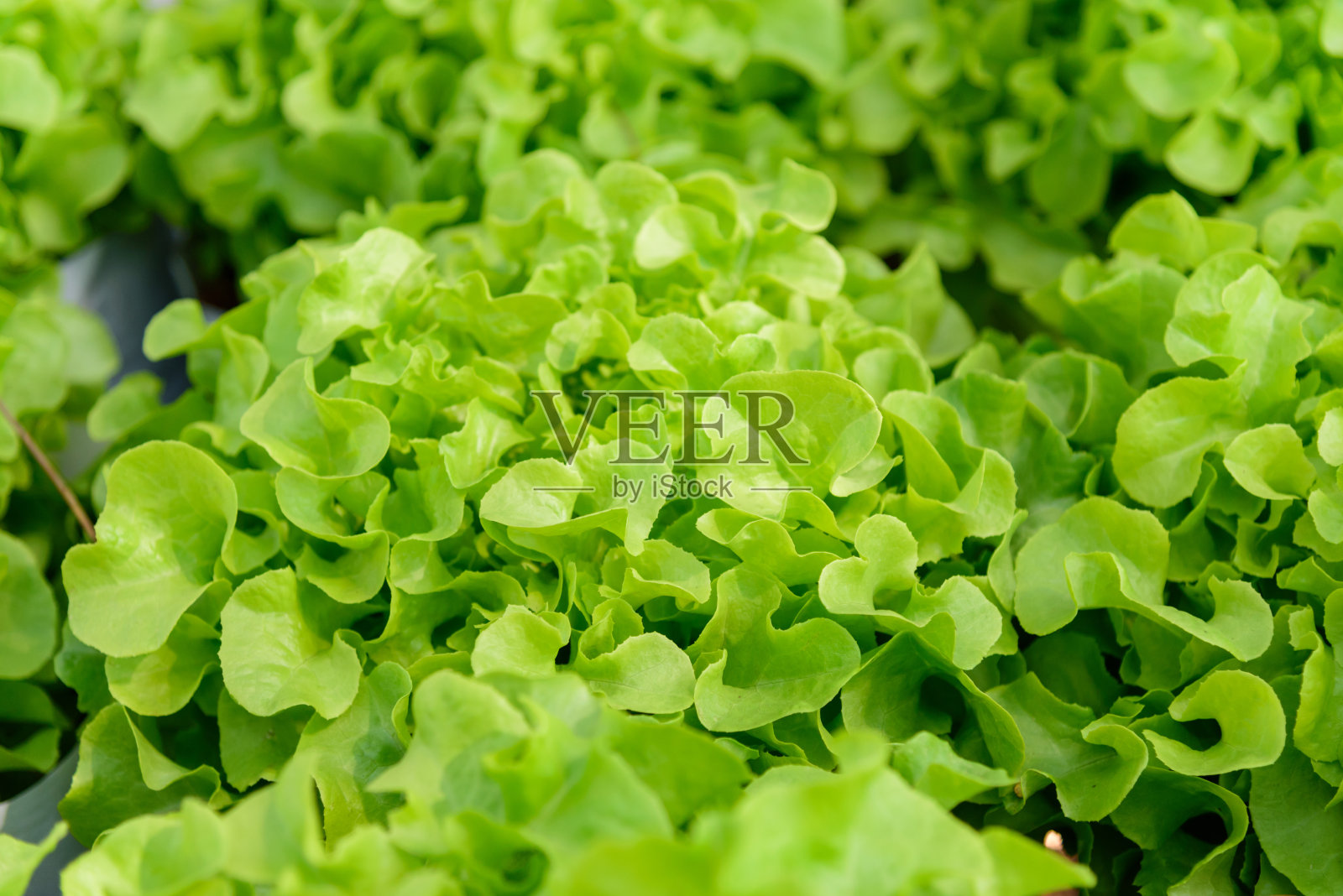 近距离接触农场里新鲜的绿色橡木照片摄影图片