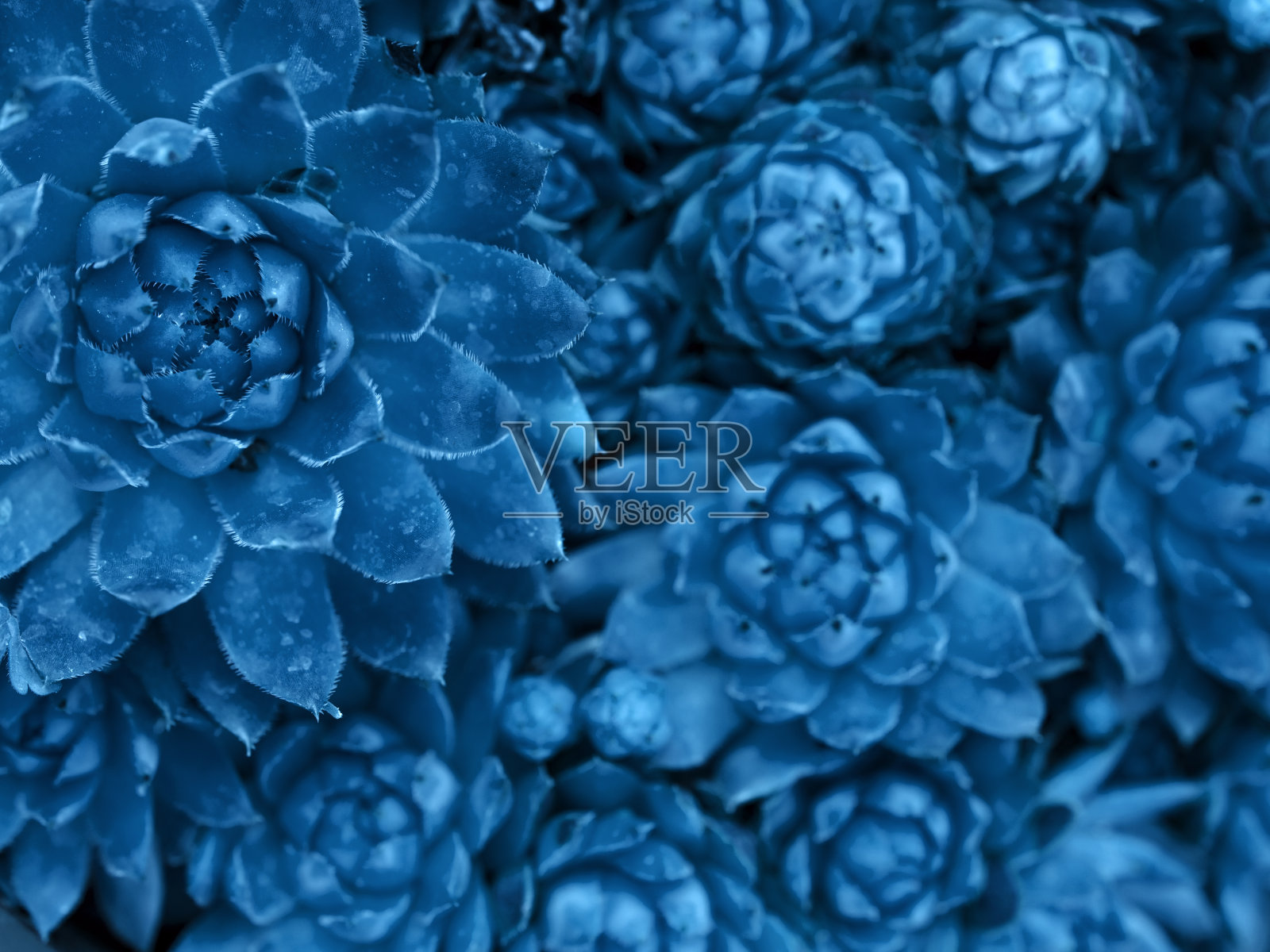 经典的蓝色多汁背景。照片摄影图片