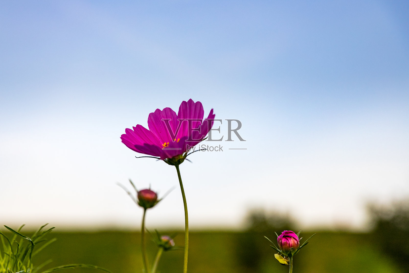 日本千叶松户市江户川河岸上盛开的宇宙照片摄影图片