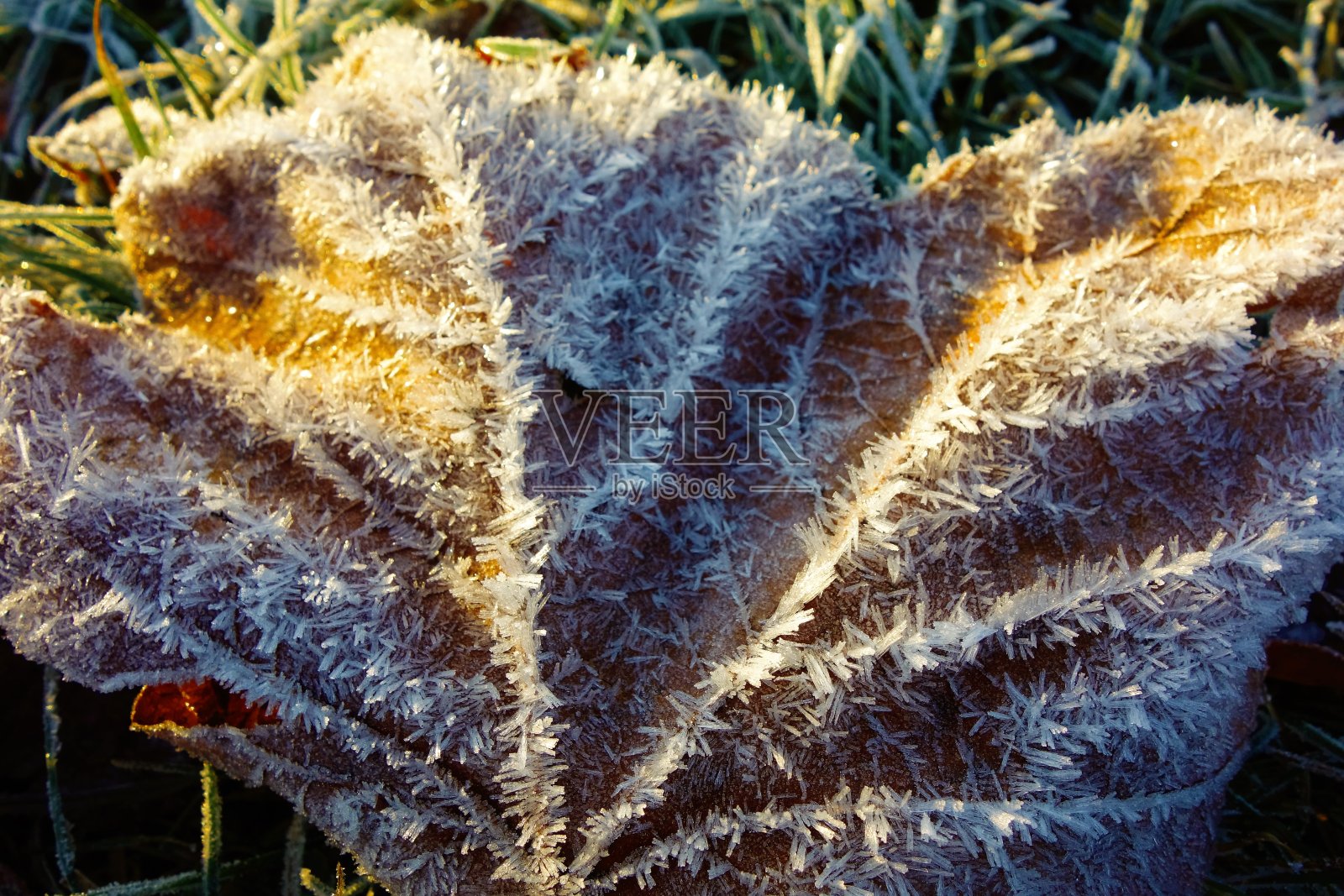 冰冻的叶子。照片摄影图片