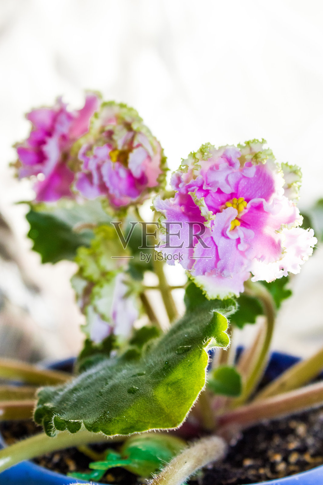 娇嫩的紫色紫罗兰花照片摄影图片