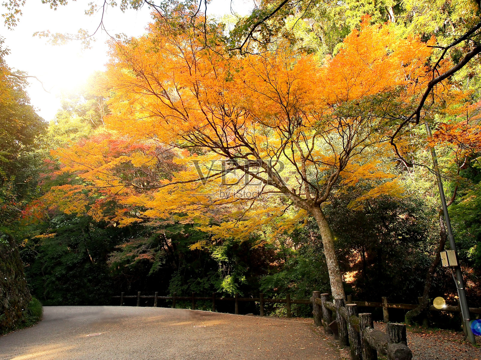 金秋公园景观。照片摄影图片