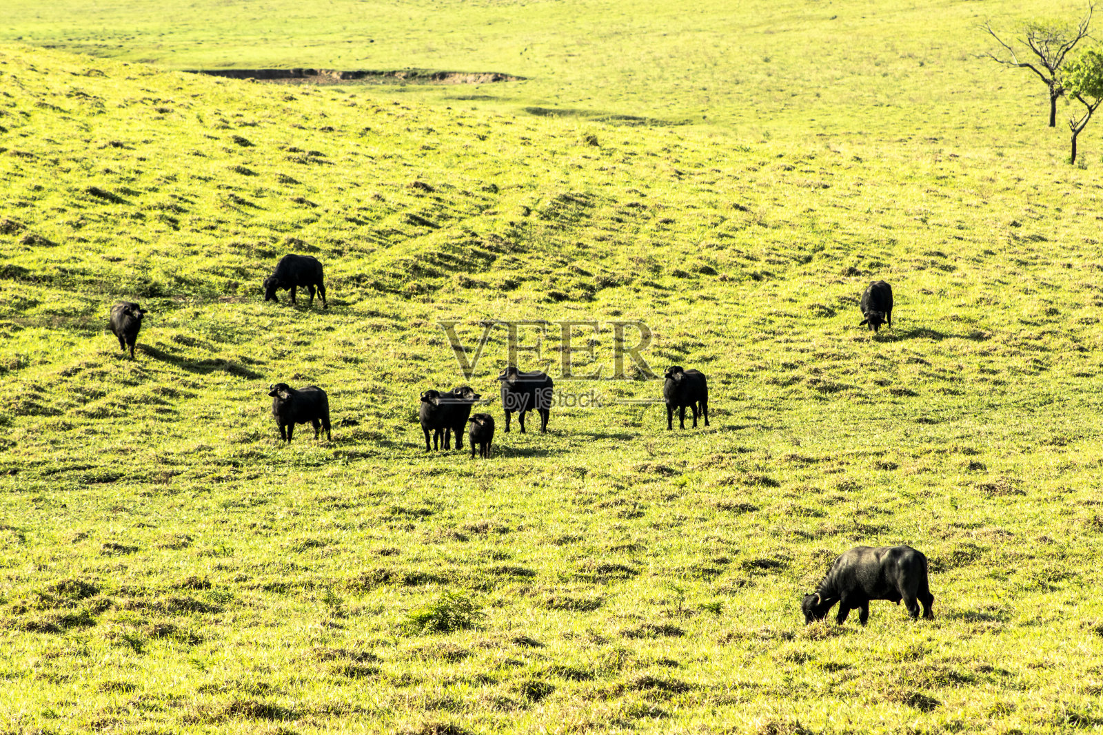 巴西田野上吃草的水牛照片摄影图片