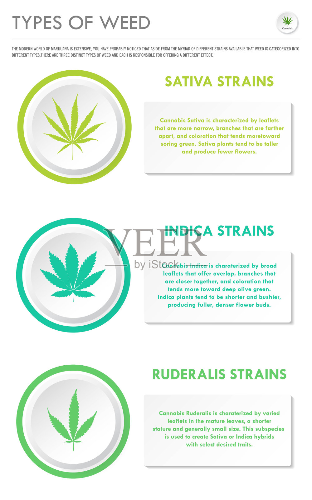 杂草类型垂直业务信息图插画图片素材