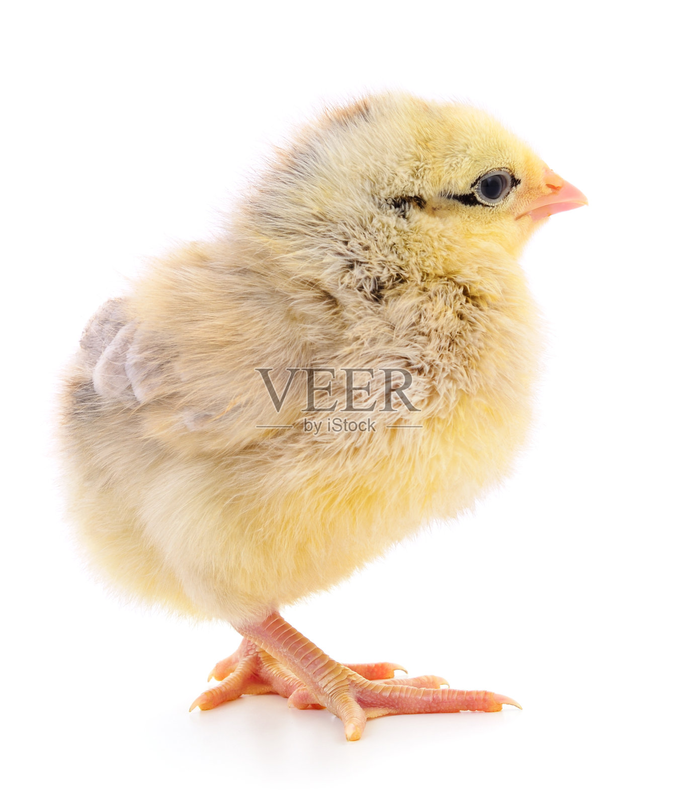 黄色小鸡肉照片摄影图片