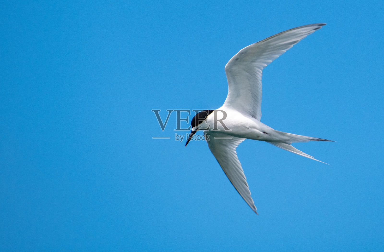 飞行中的白顶燕鸥照片摄影图片