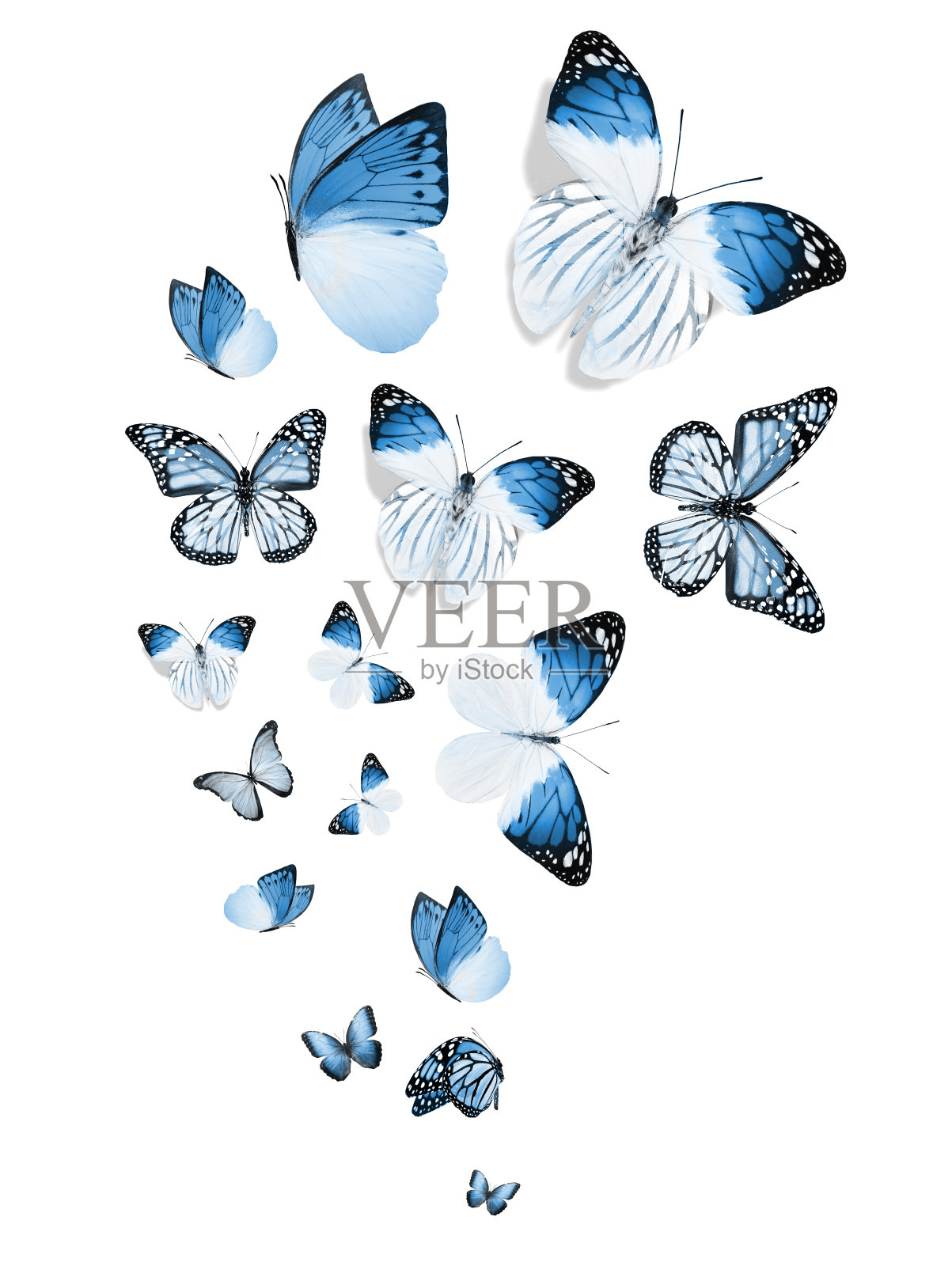 一群飞舞的蝴蝶孤立在白色上照片摄影图片