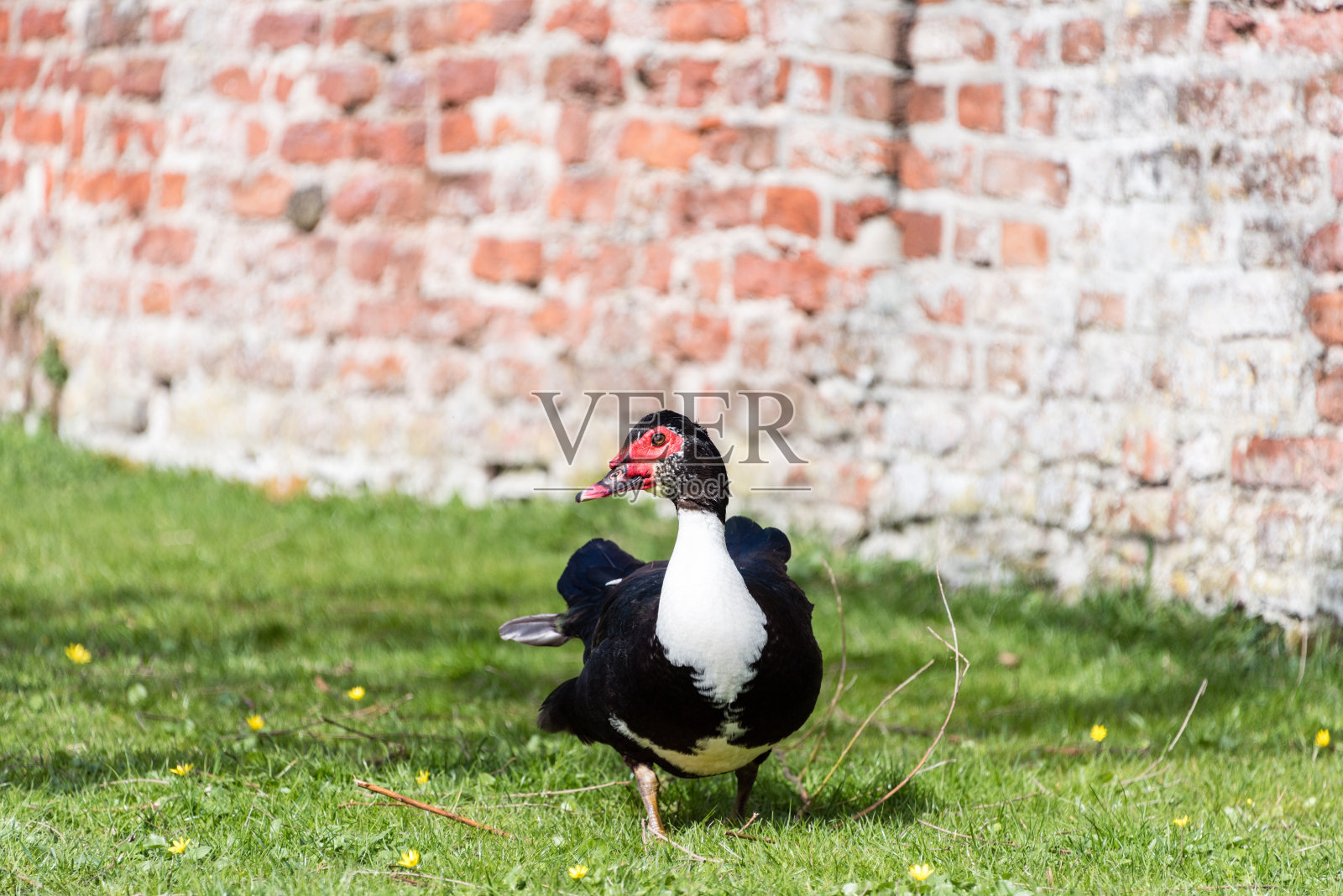 麝香鸭特写照片摄影图片