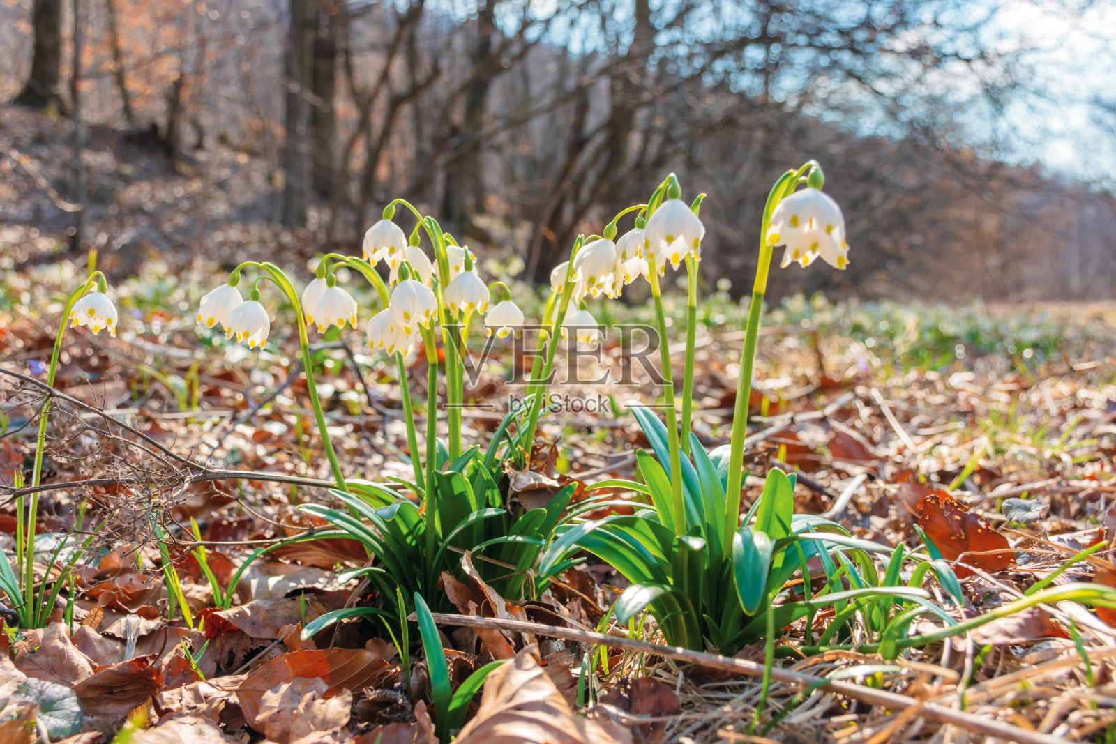 森林草甸上的雪滴花照片摄影图片