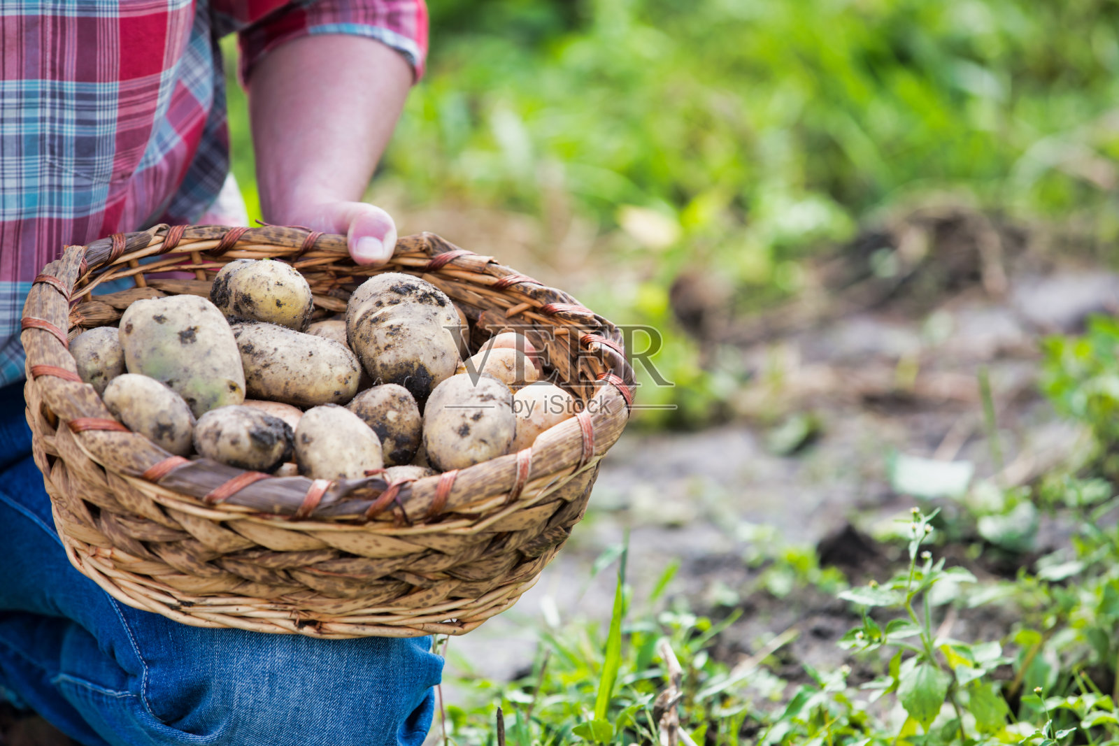 农民展示篮子里新收获的土豆照片摄影图片
