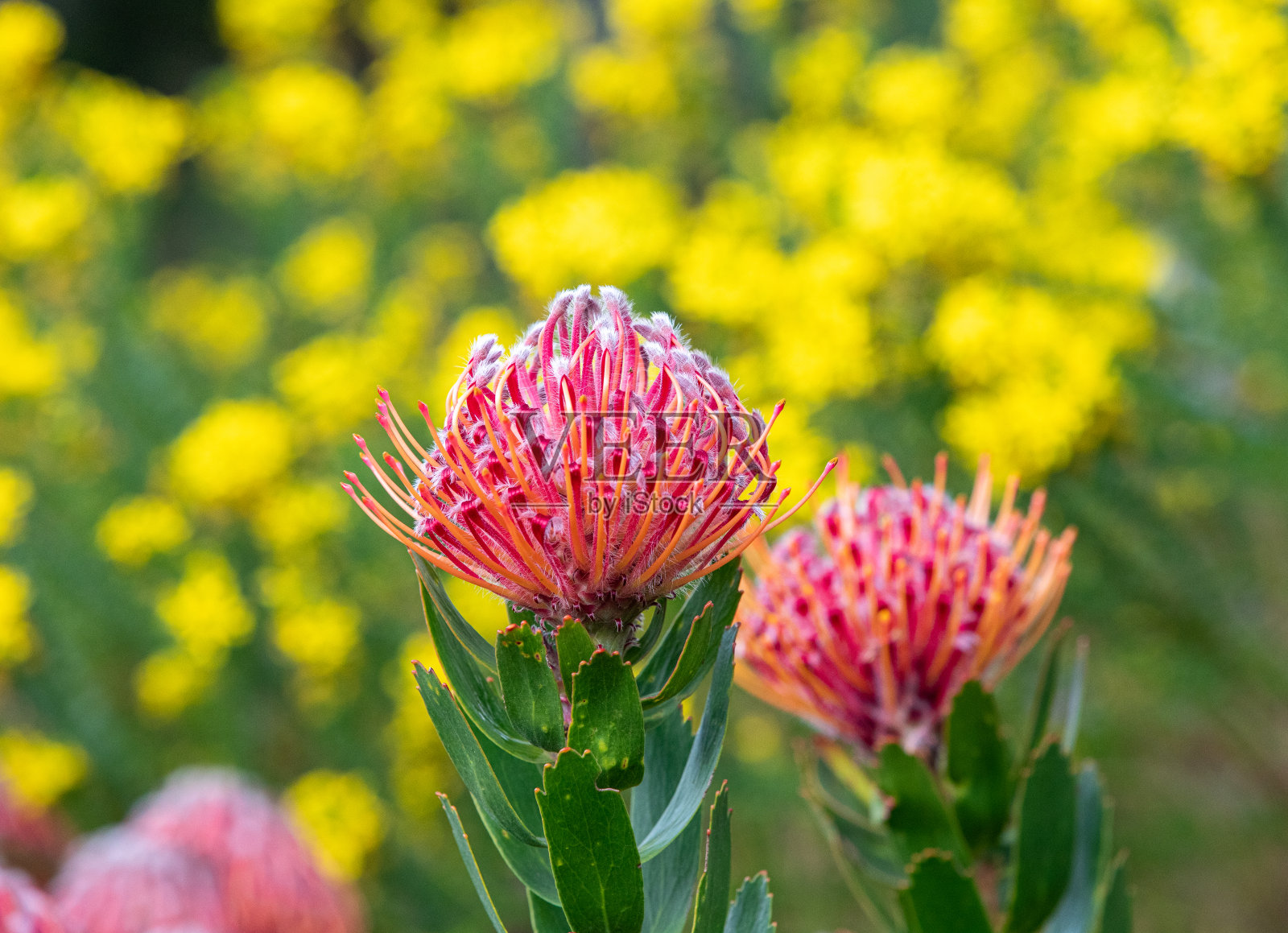 产于南非西开普省的protea照片摄影图片