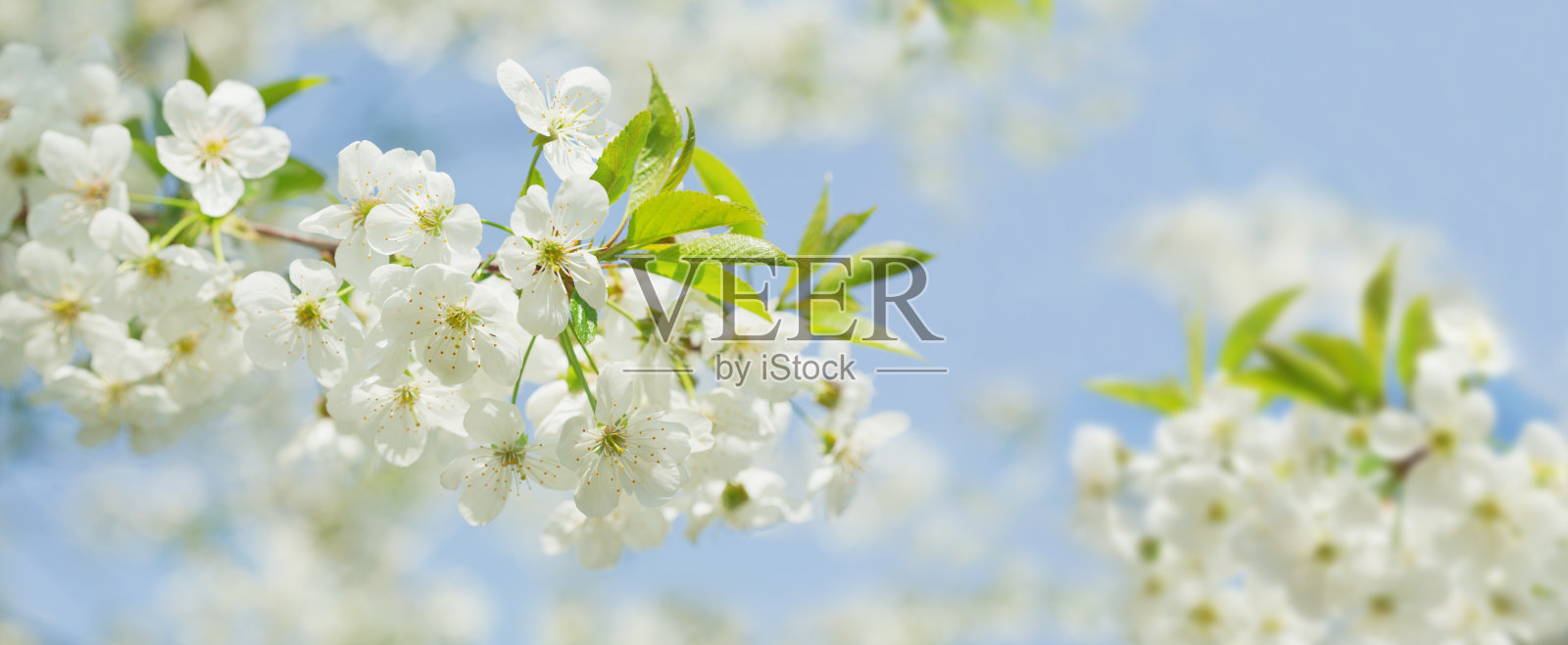 春天开花的背景。盛开的樱桃树树上开着白色的花照片摄影图片