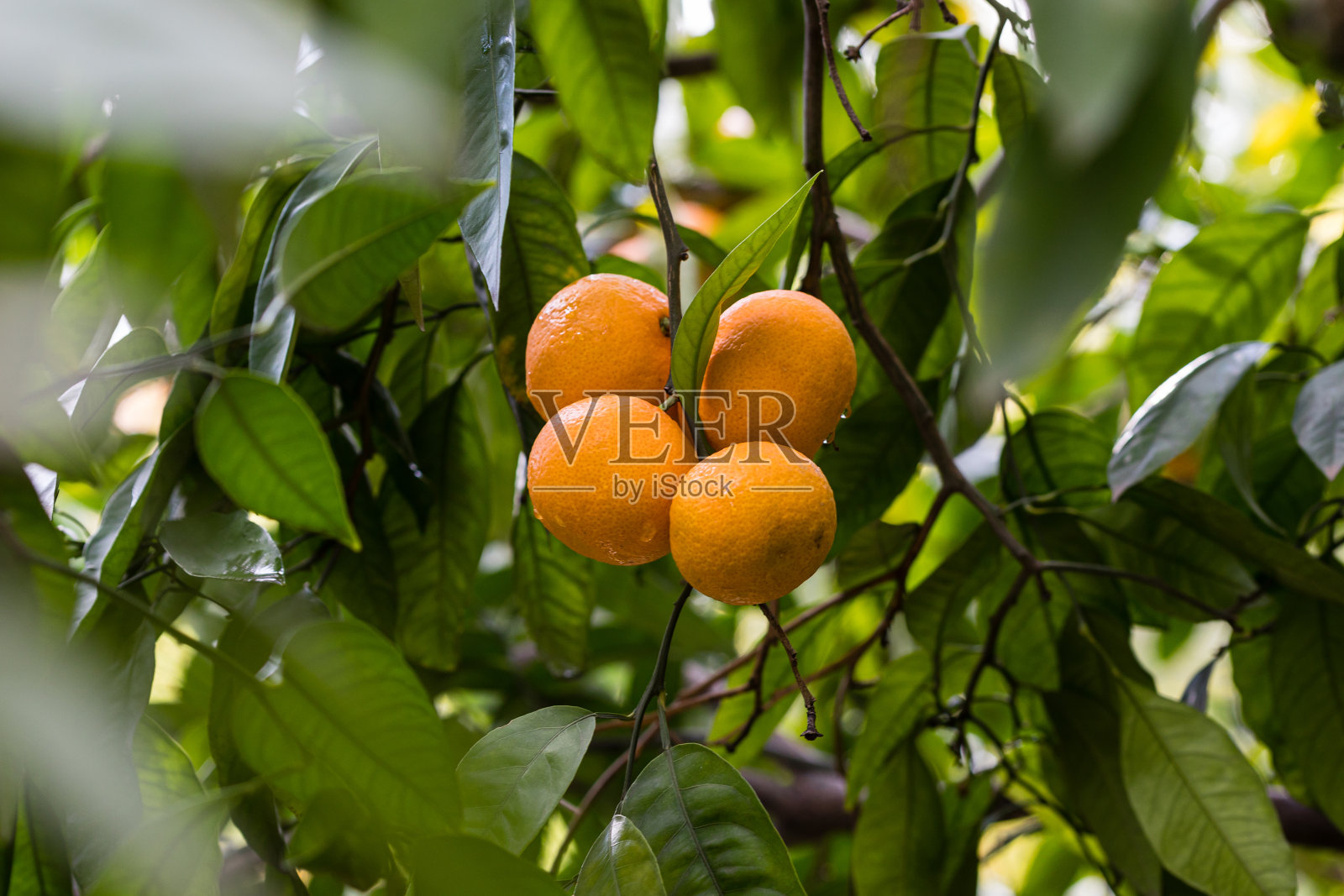 树枝上挂着橘子照片摄影图片