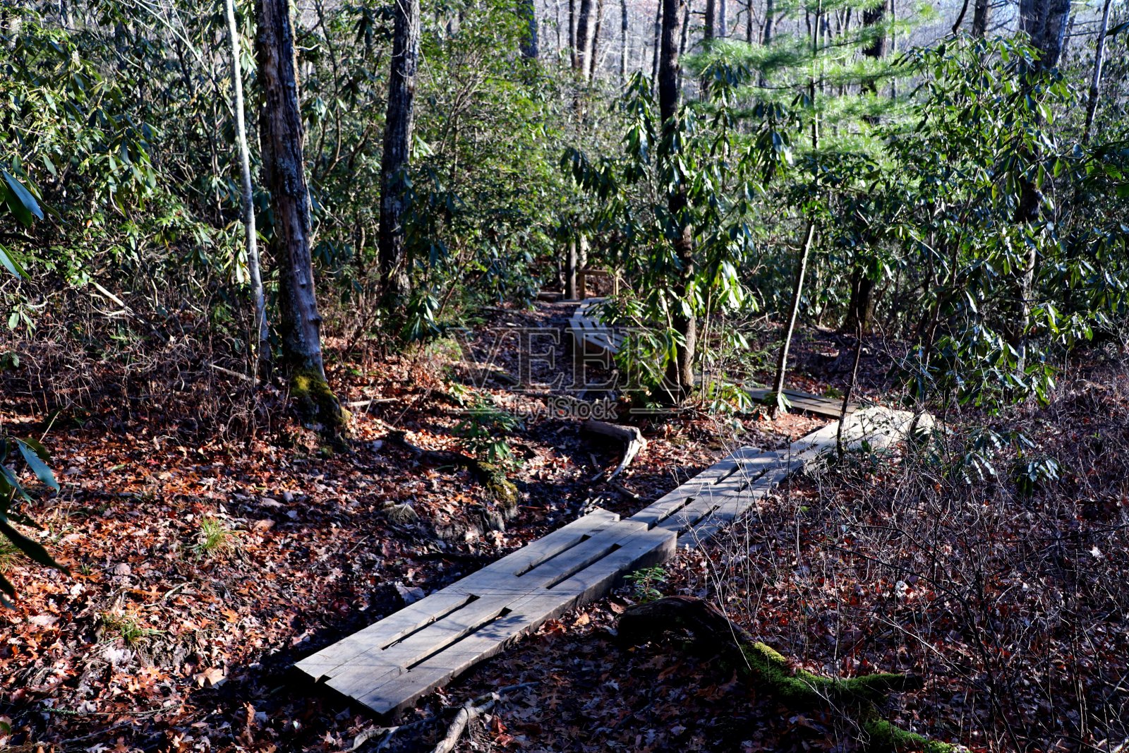 毗斯迦国家森林徒步旅行路线照片摄影图片
