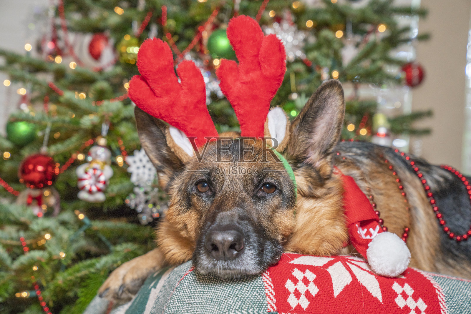 长着驯鹿角和耳朵的德国牧羊犬在圣诞树前等待圣诞老人。照片摄影图片