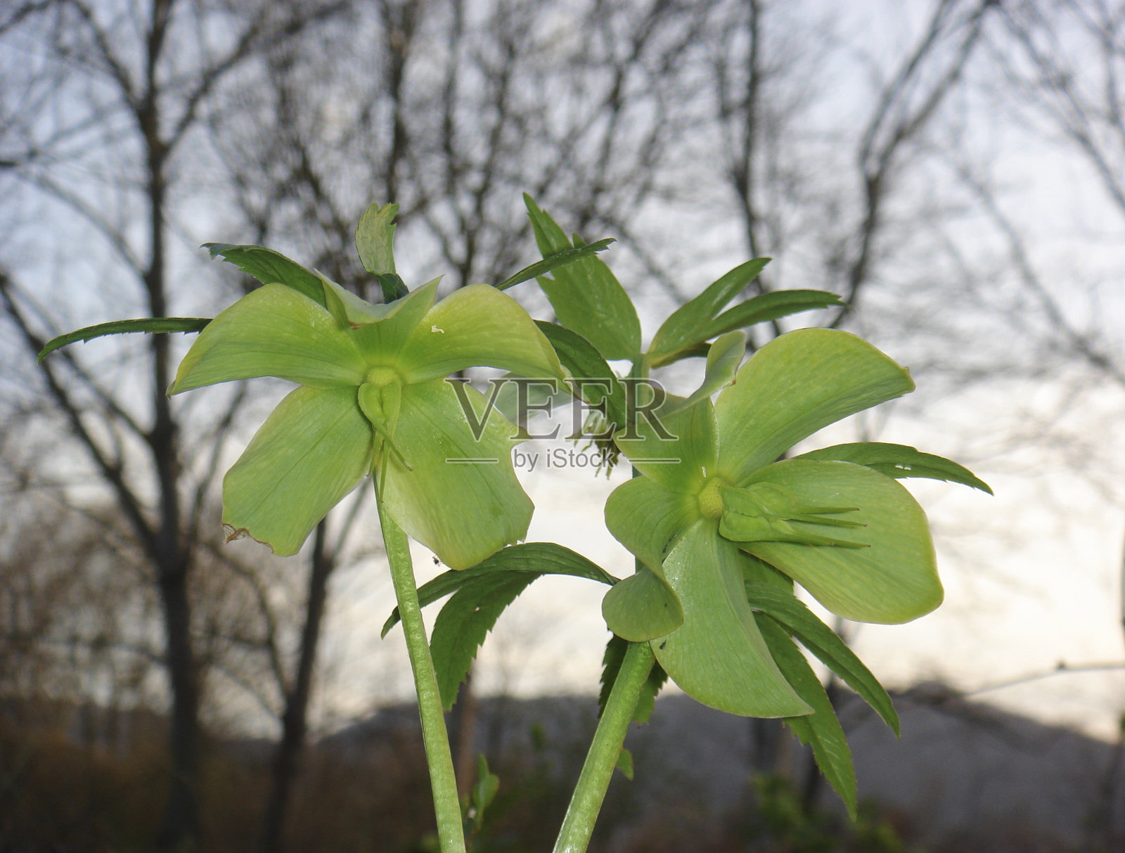 海勒博鲁斯·维里迪斯照片摄影图片