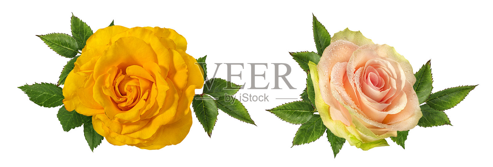 美丽的黄色，粉红色玫瑰孤立在白色背景与修剪路径照片摄影图片