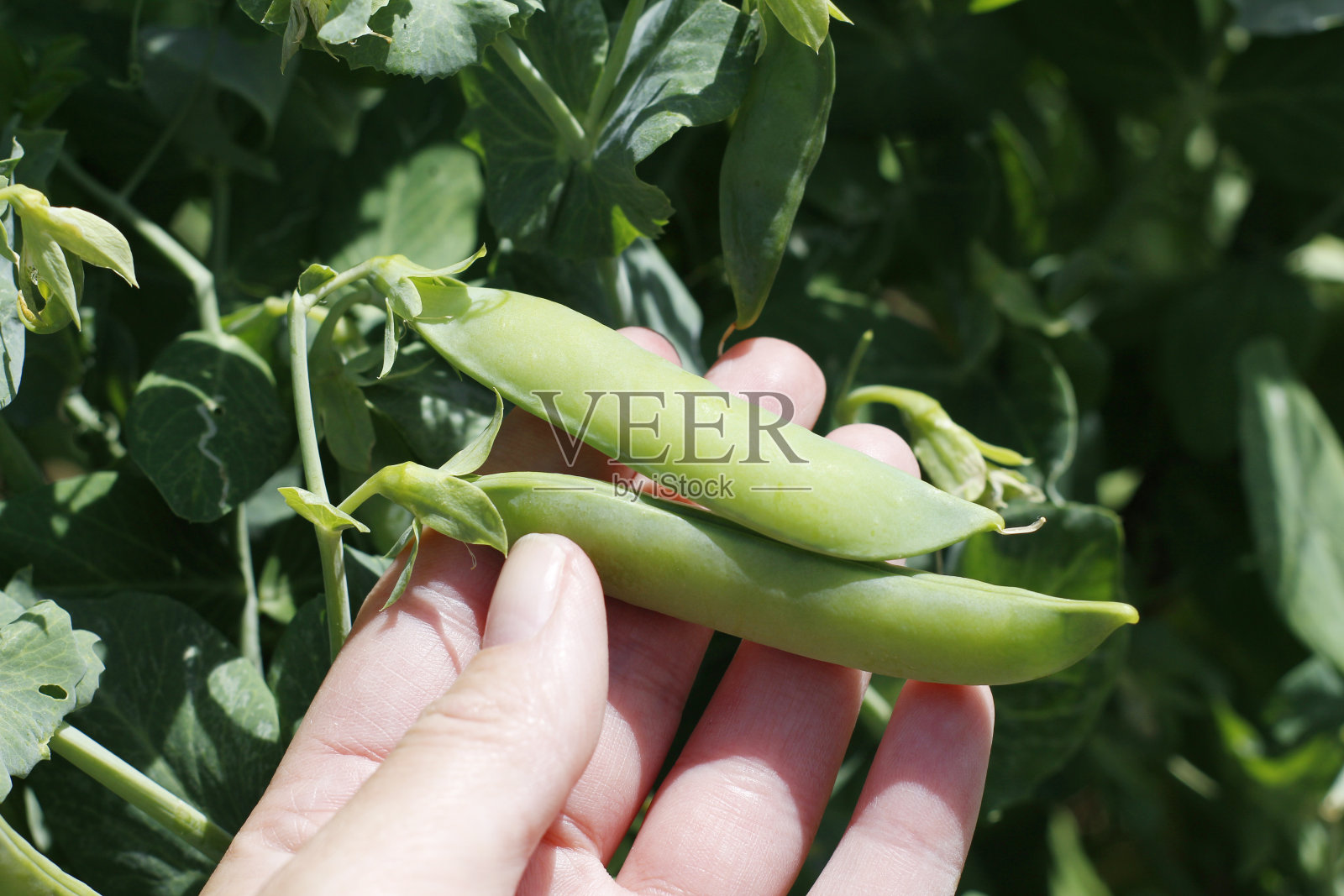 花园里的一根树枝上长着成熟的青豆。照片摄影图片