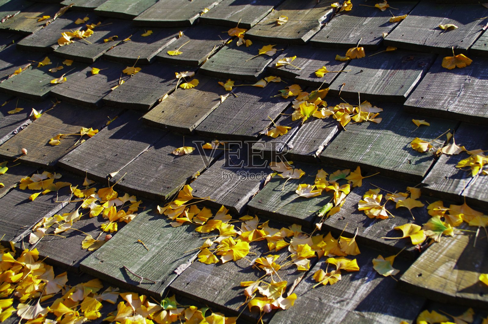 落下的银杏树叶子很漂亮。照片摄影图片