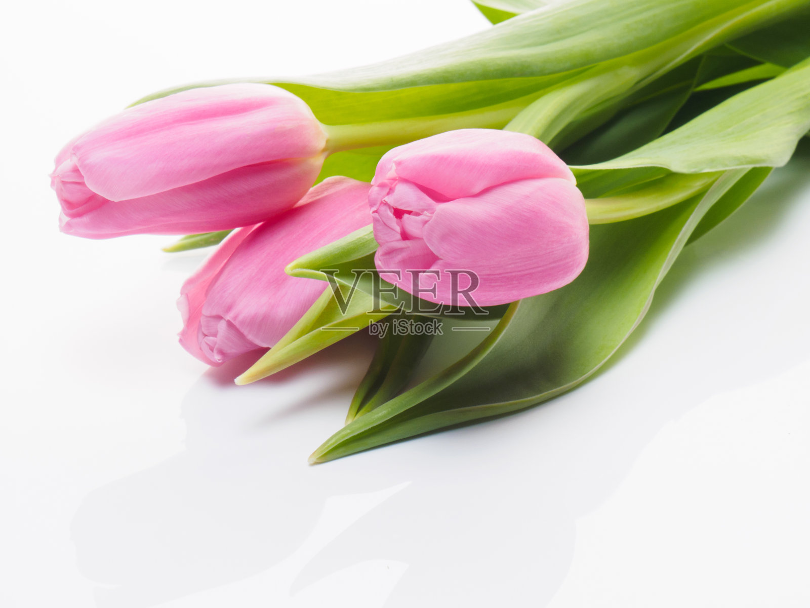 白色背景中带有倒影的三朵粉色郁金香照片摄影图片