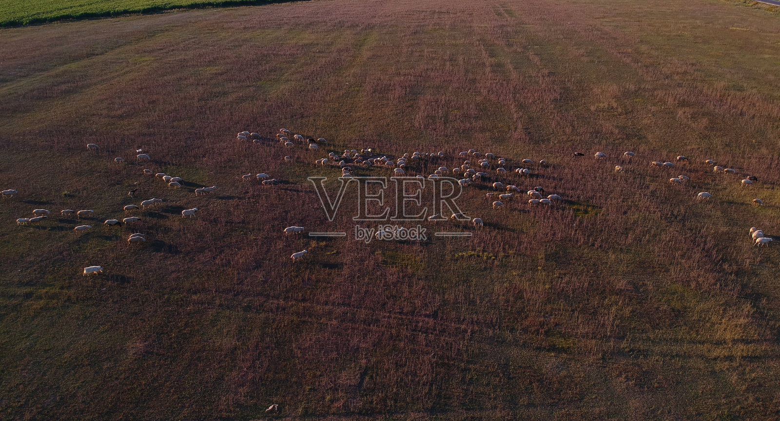 草原上的牛群照片摄影图片