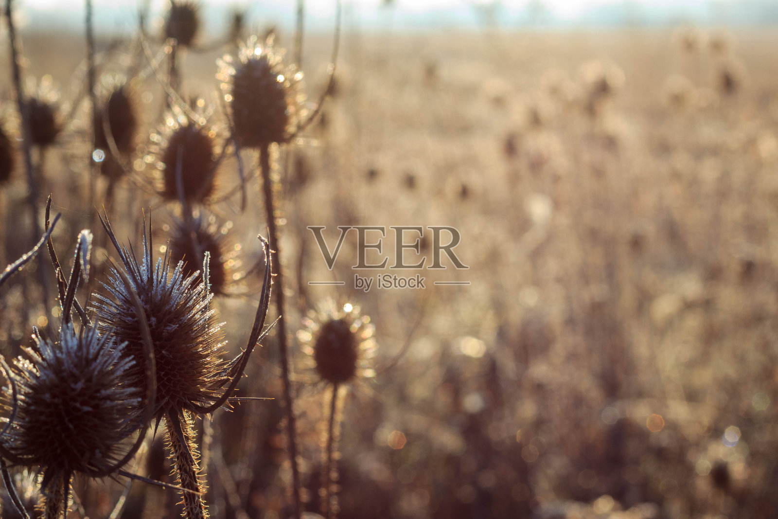 清晨结霜的蓟照片摄影图片