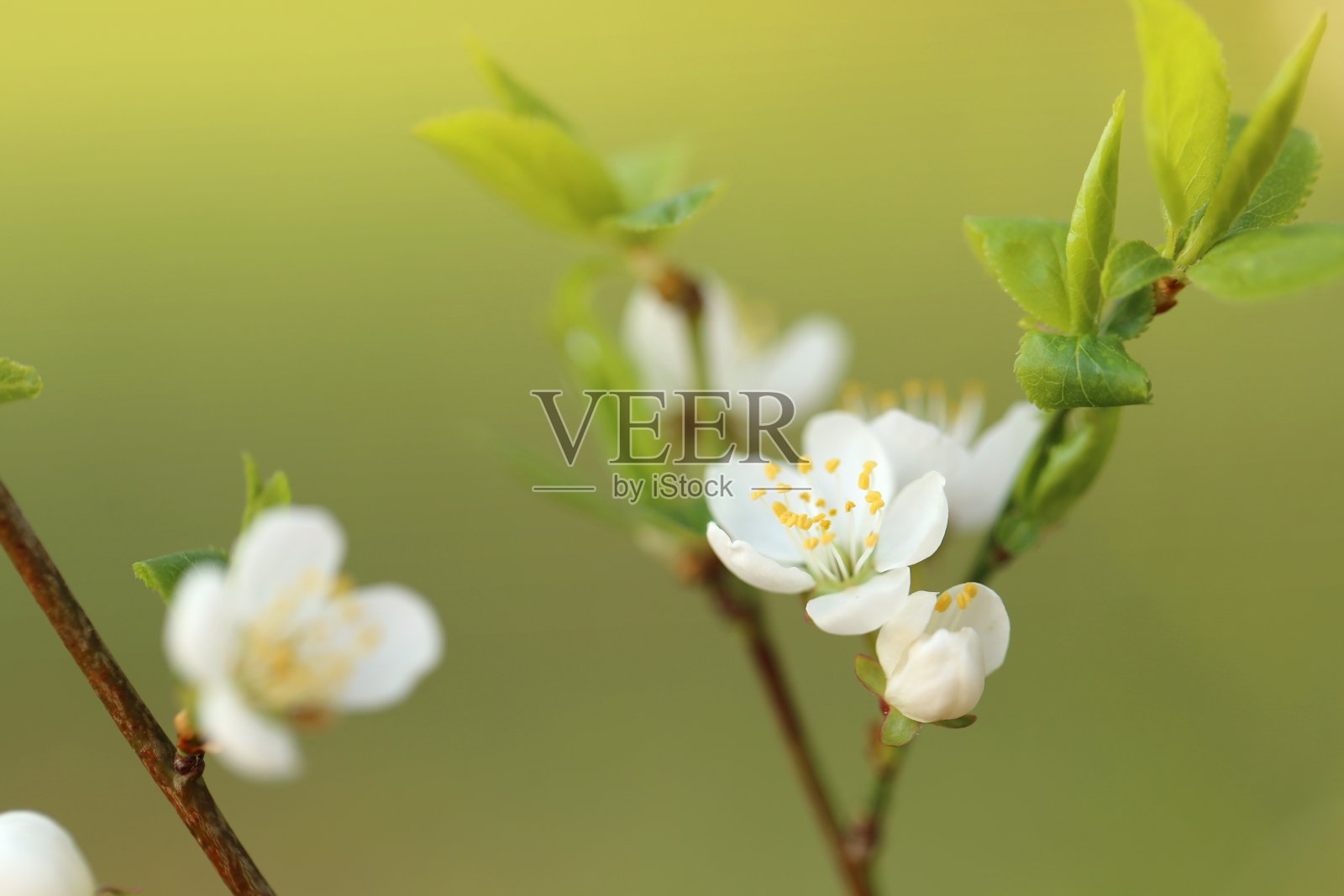 春天的时间。樱花和第一片绿叶在模糊的绿色背景上。春天花香柔和的背景。照片摄影图片