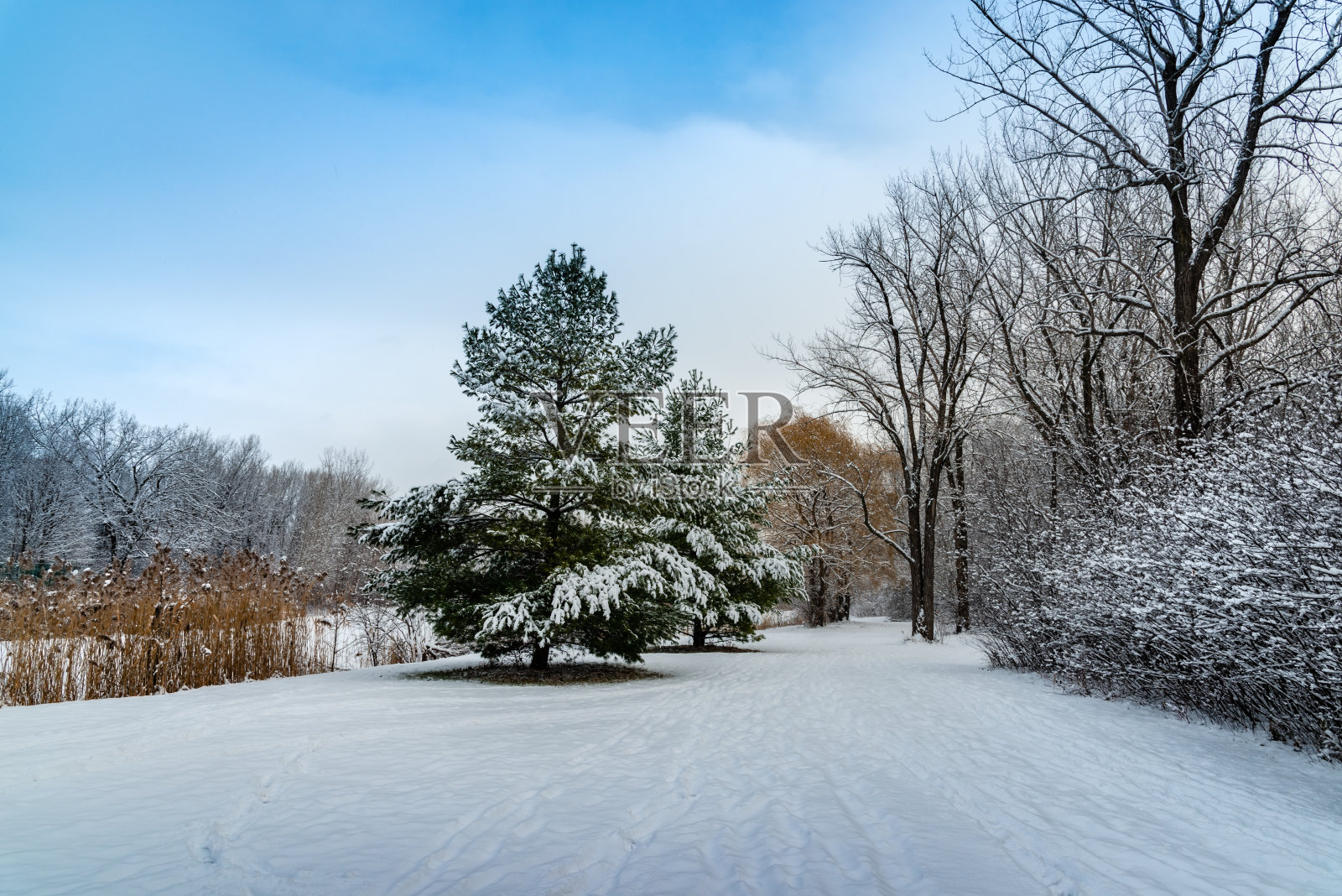 公园里的树被雪覆盖着照片摄影图片