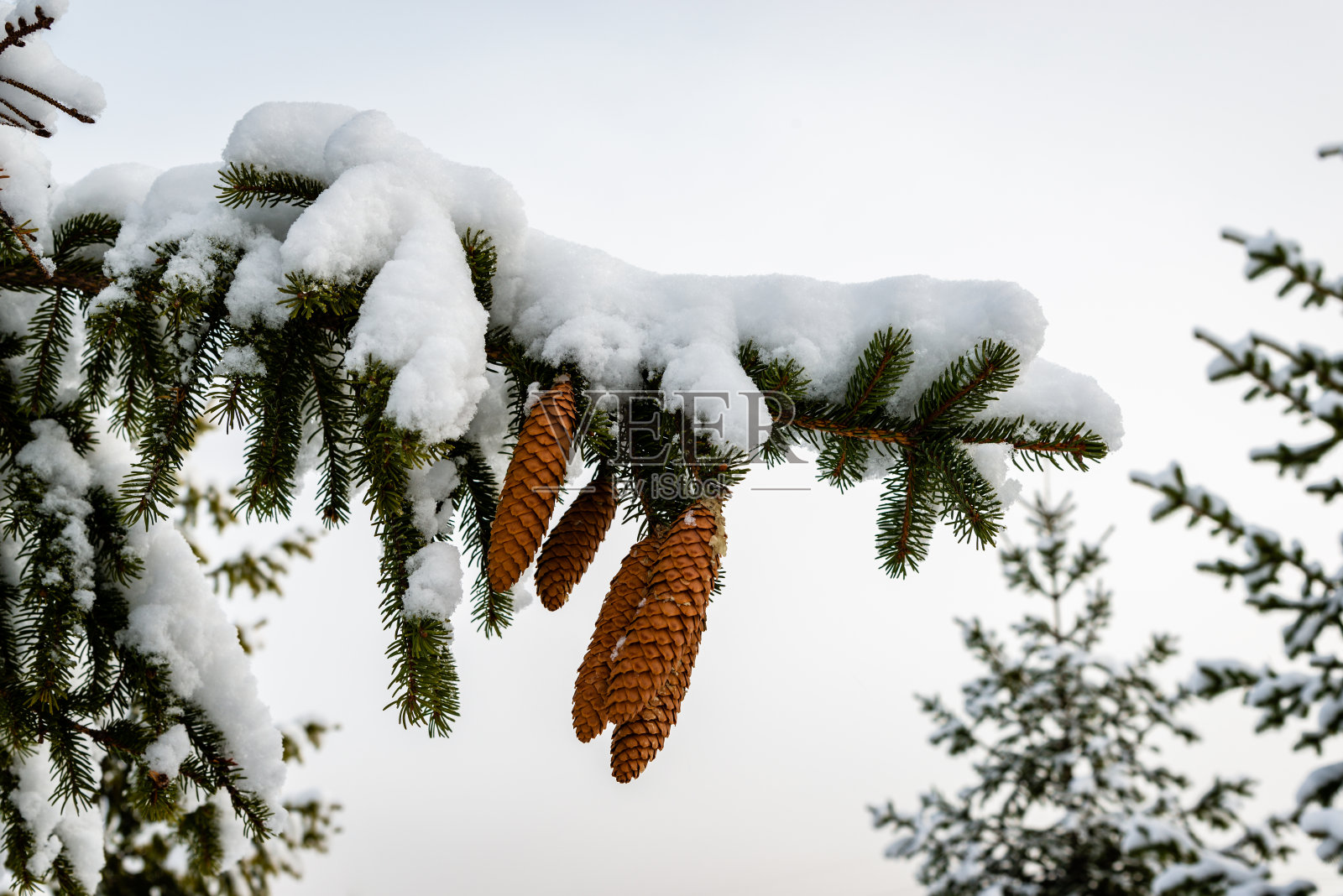 公园里的树被雪覆盖着照片摄影图片