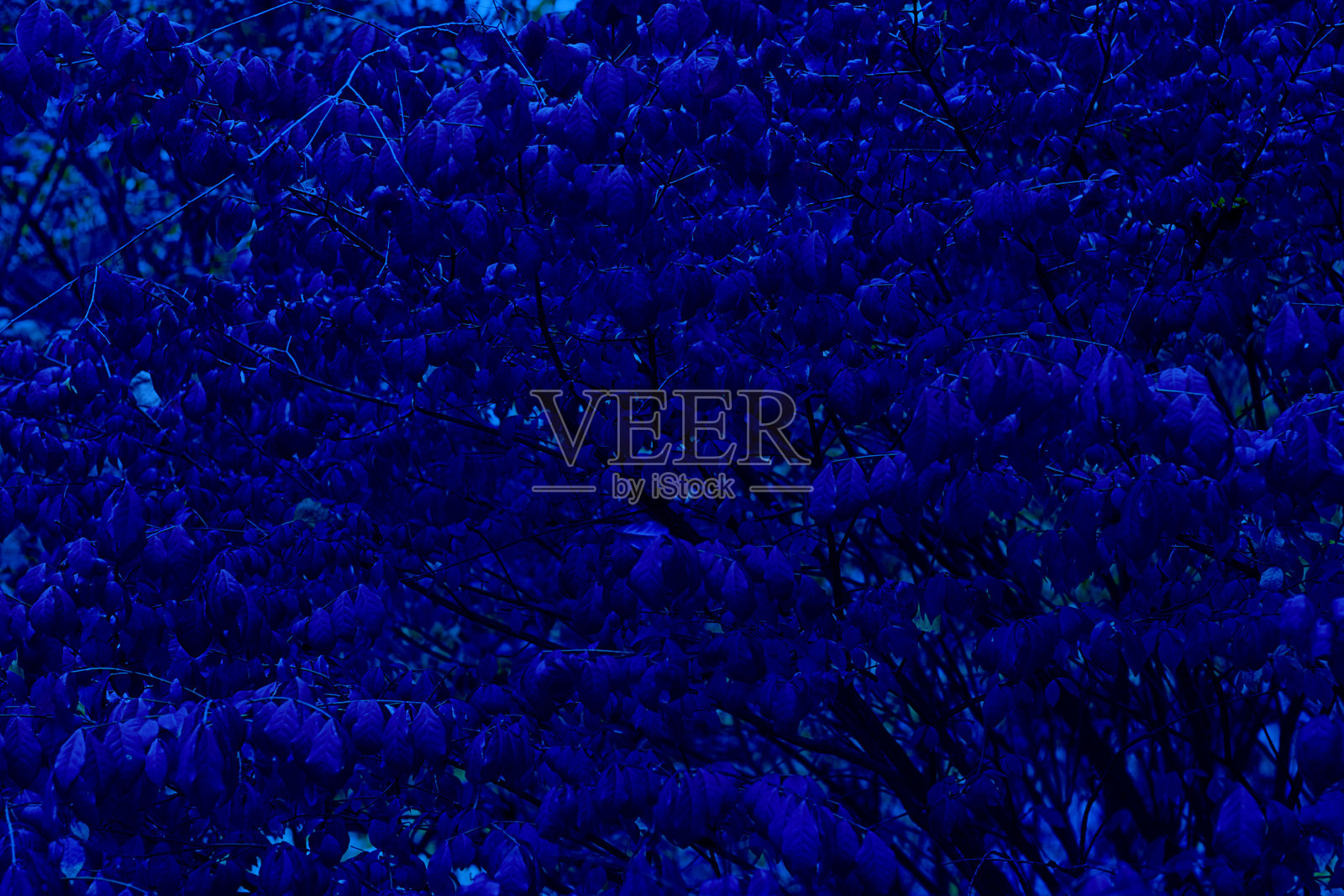 树叶，在秋天用颜料着色的树叶。植物与明亮的树冠在自然背景。水平与复制空间。经典，蓝色单色，2020年流行趋势照片摄影图片