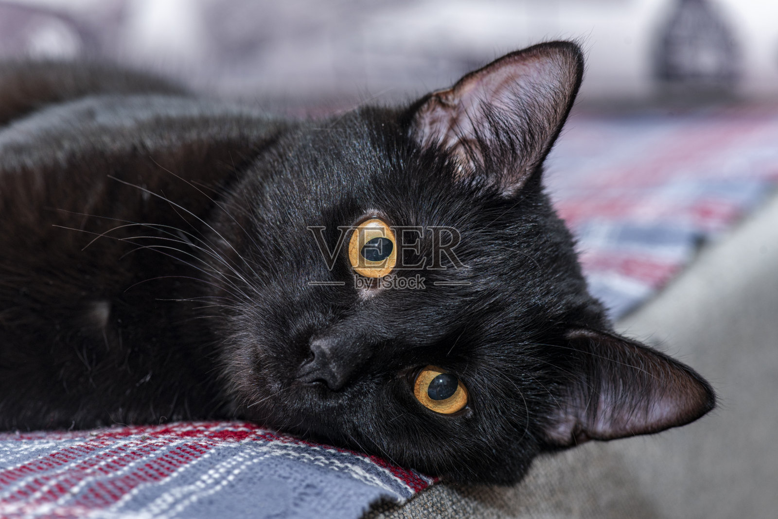 一只黄眼睛的黑猫躺在格子布上照片摄影图片