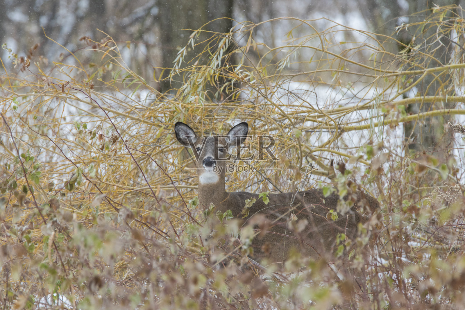 冬天的白尾鹿照片摄影图片