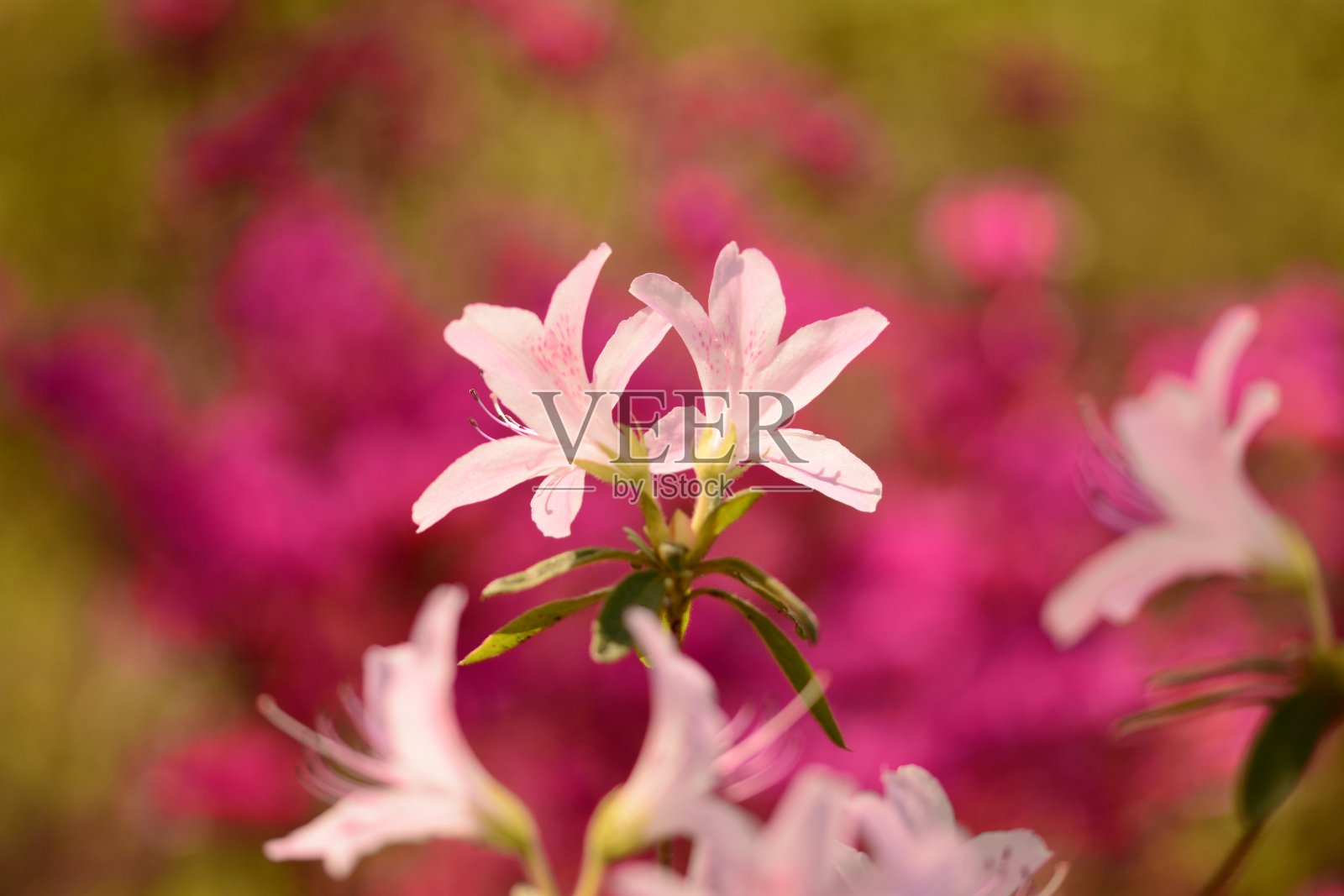 华盛顿特区的春天照片摄影图片