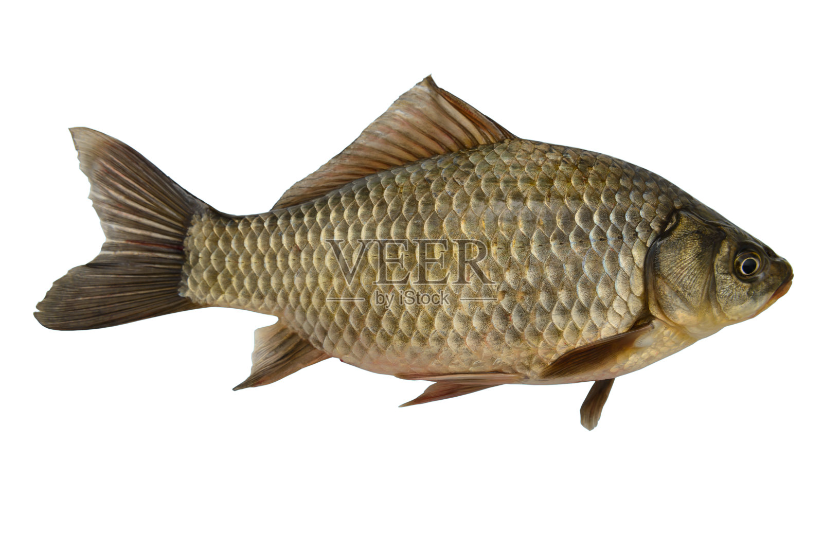 白色背景上一只金鲫照片摄影图片