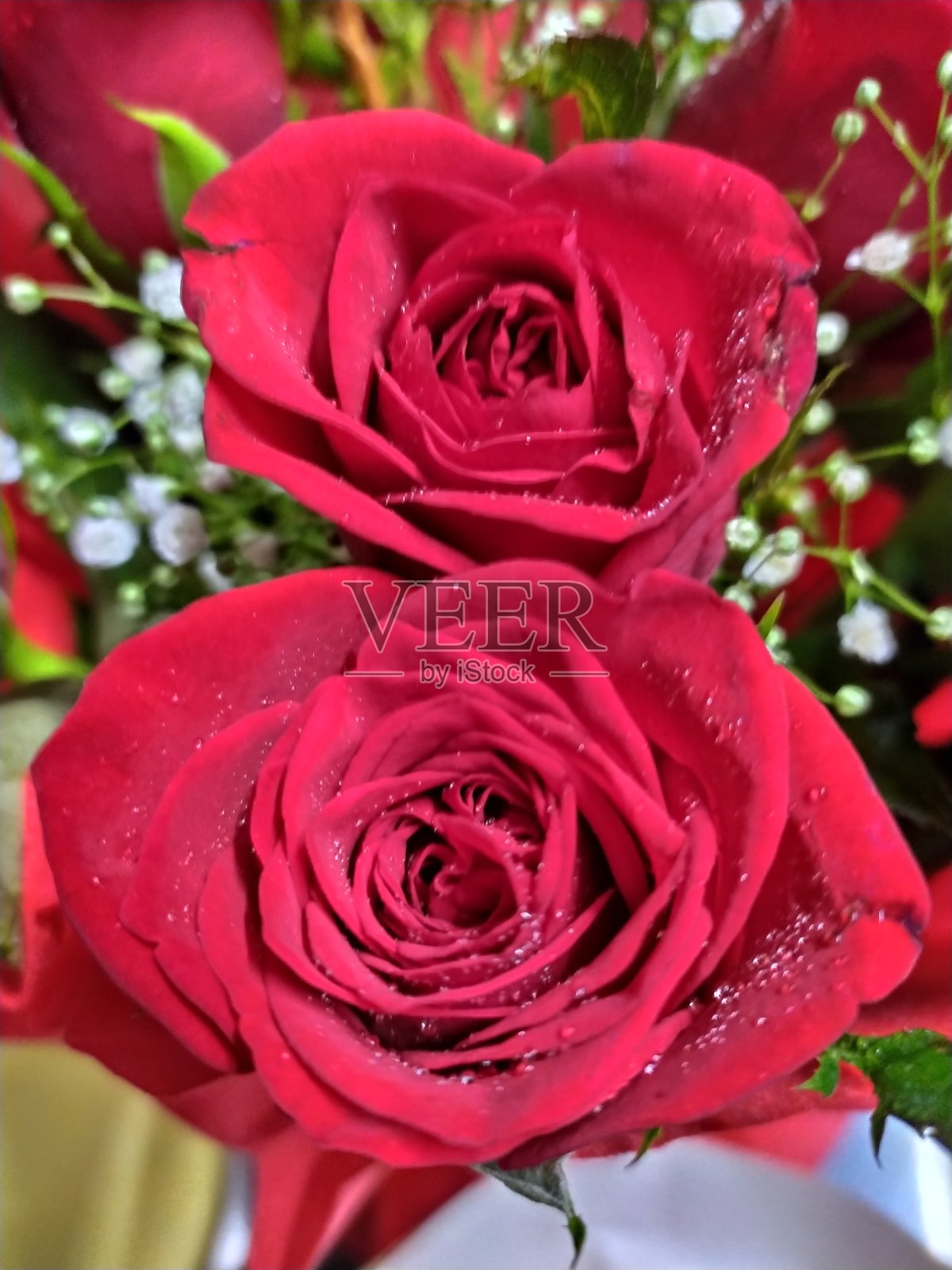 情侣在花束中欣赏盛开的玫瑰照片摄影图片