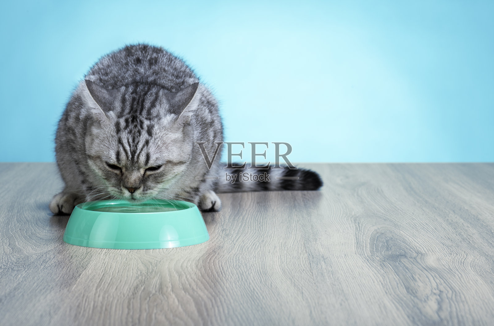 口渴的猫照片摄影图片