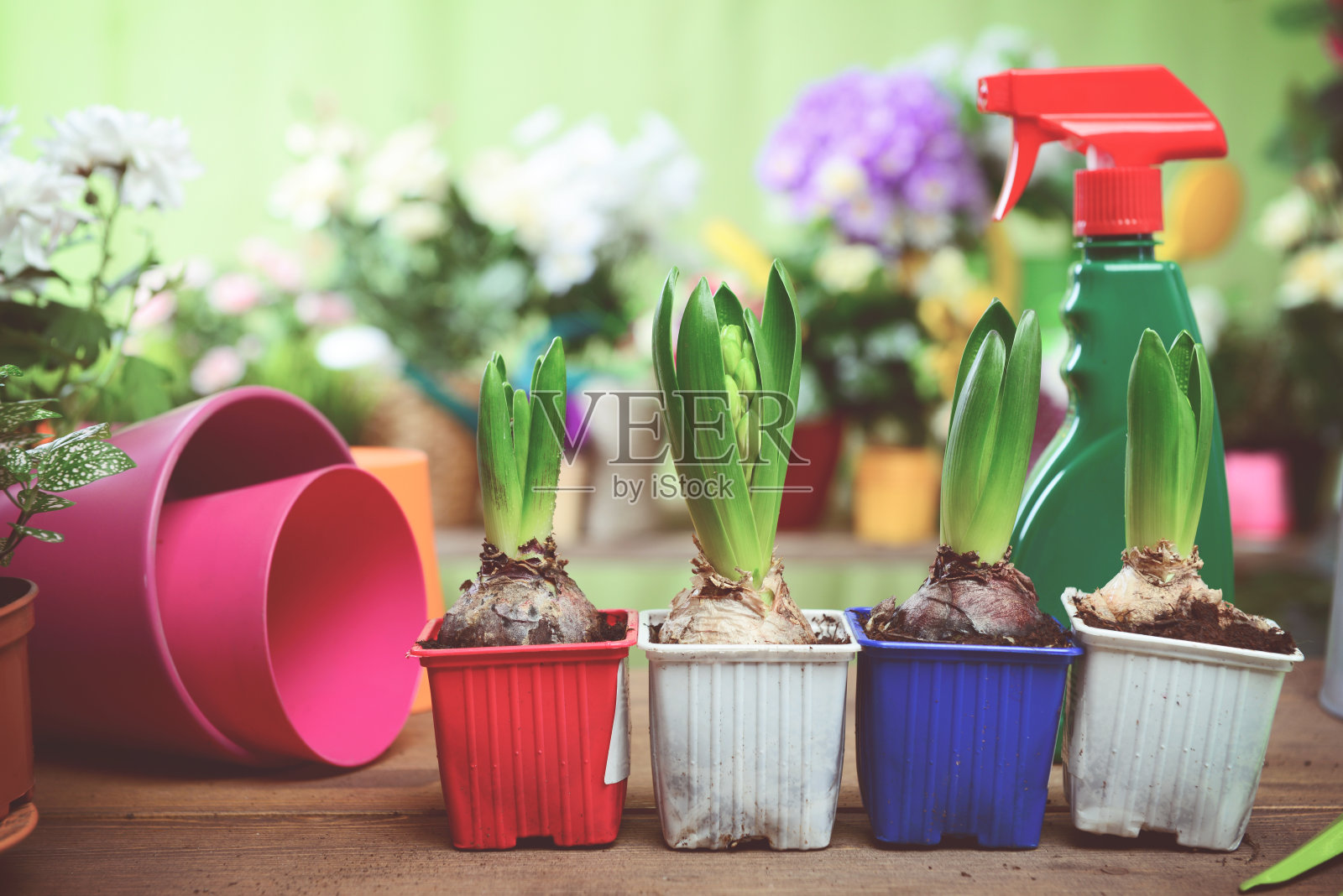 美丽的开花植物和花在花盆里照片摄影图片